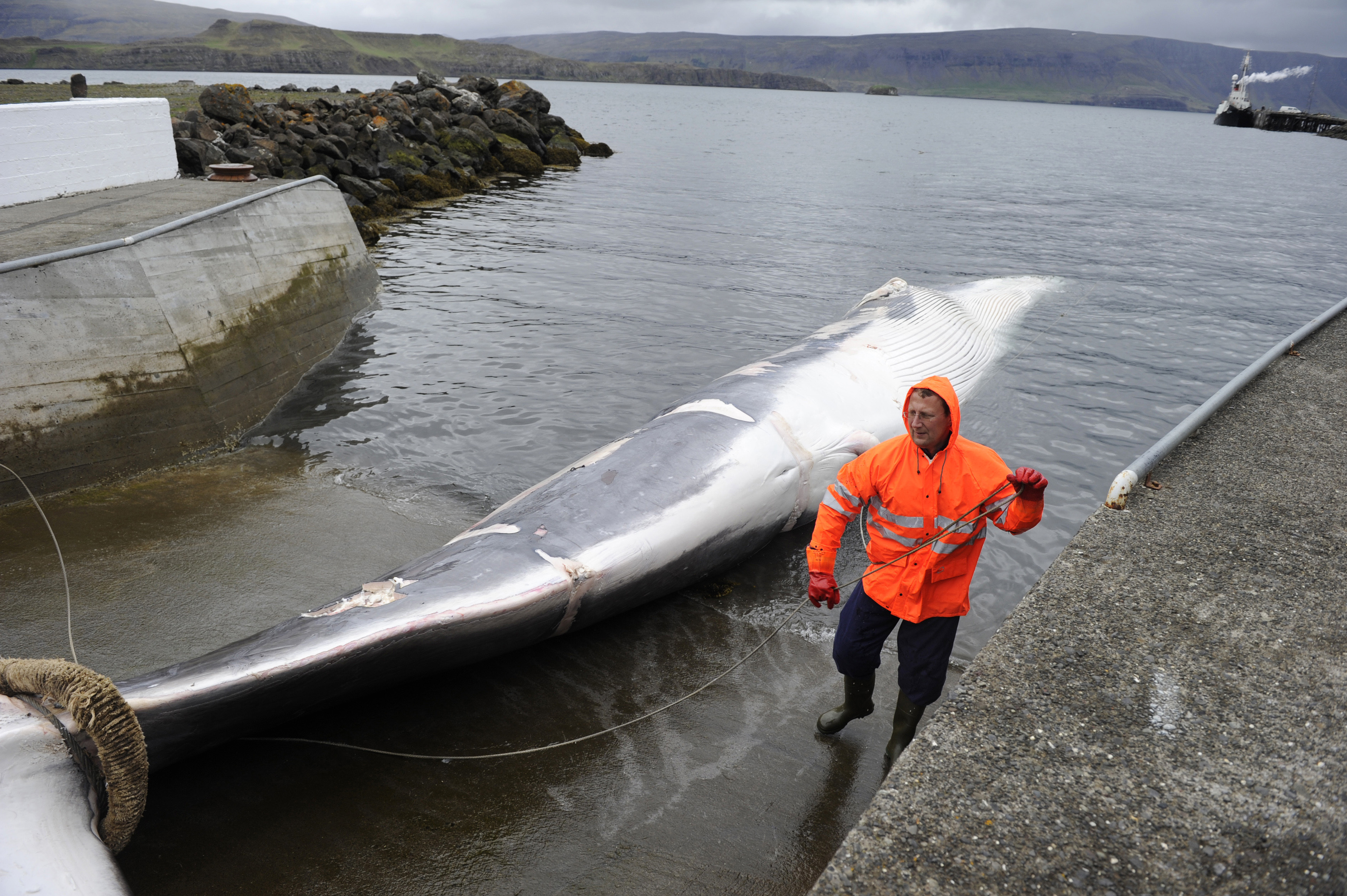 A man stands near a finwhale being towed to a port in Reykjavik
