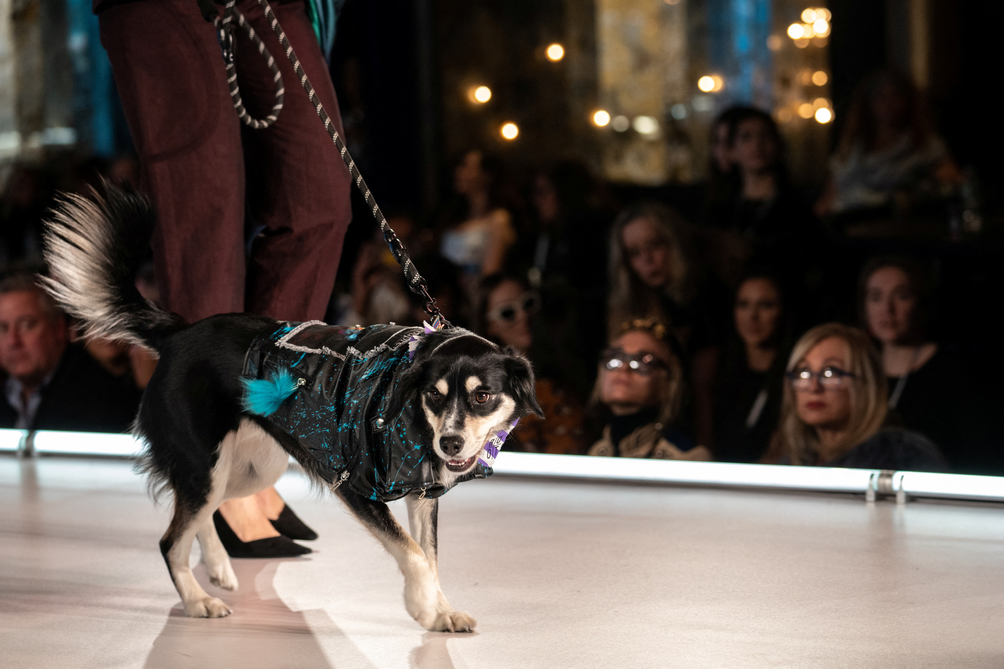 A dog walks on the runway during the CatWalk FurBaby show during the New York Fashion Week in New York