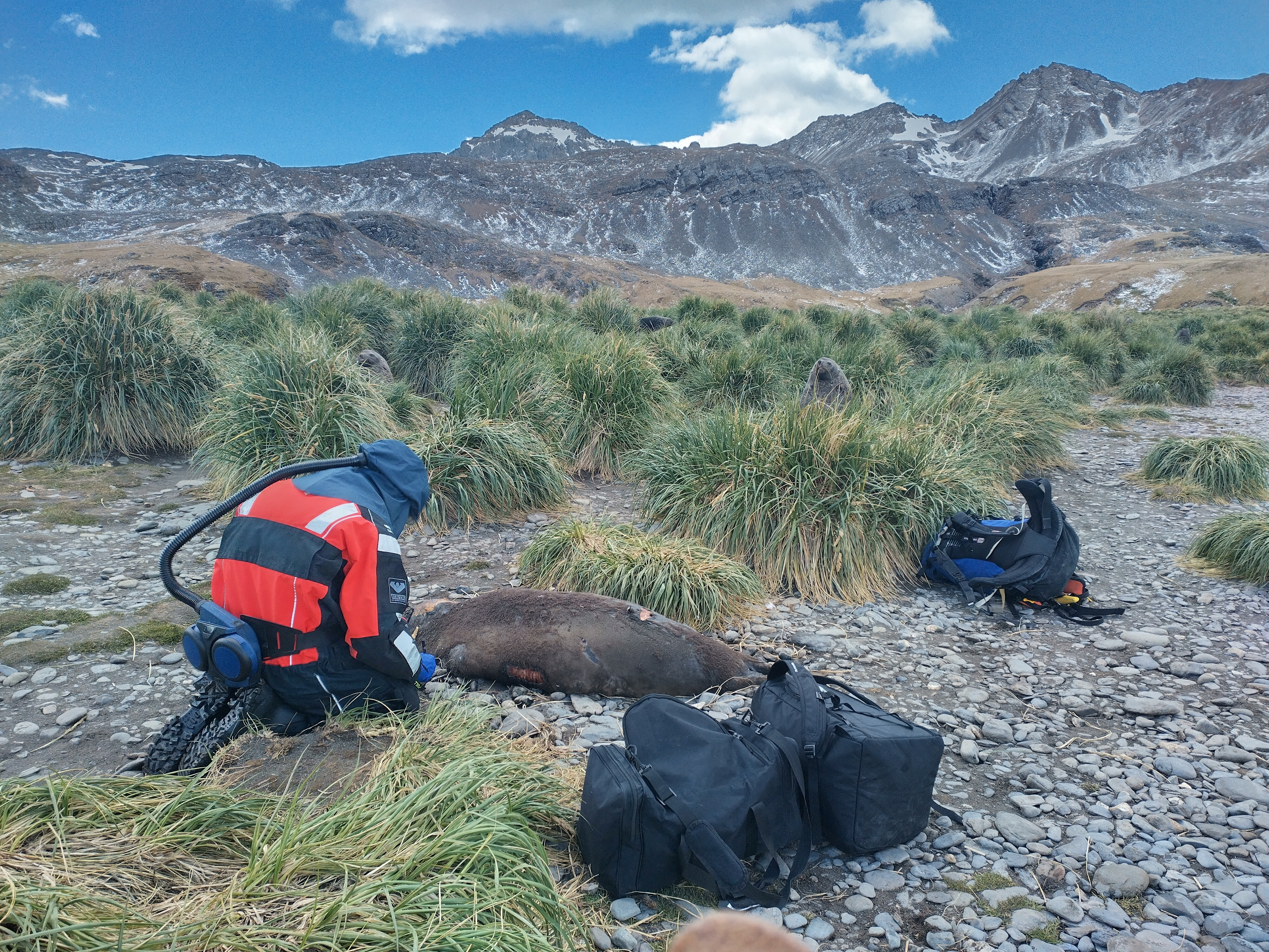 A scientist tests a dead seal on South Georgia island