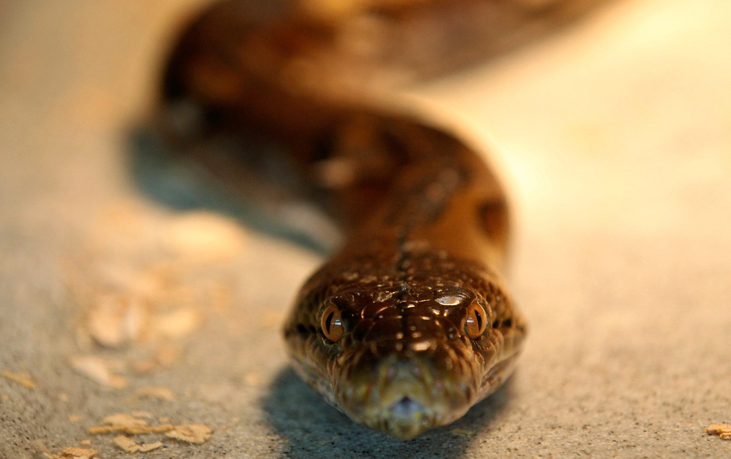 A reticulated python is seen at a snake farm ahead of the Spring Festival in Tainan