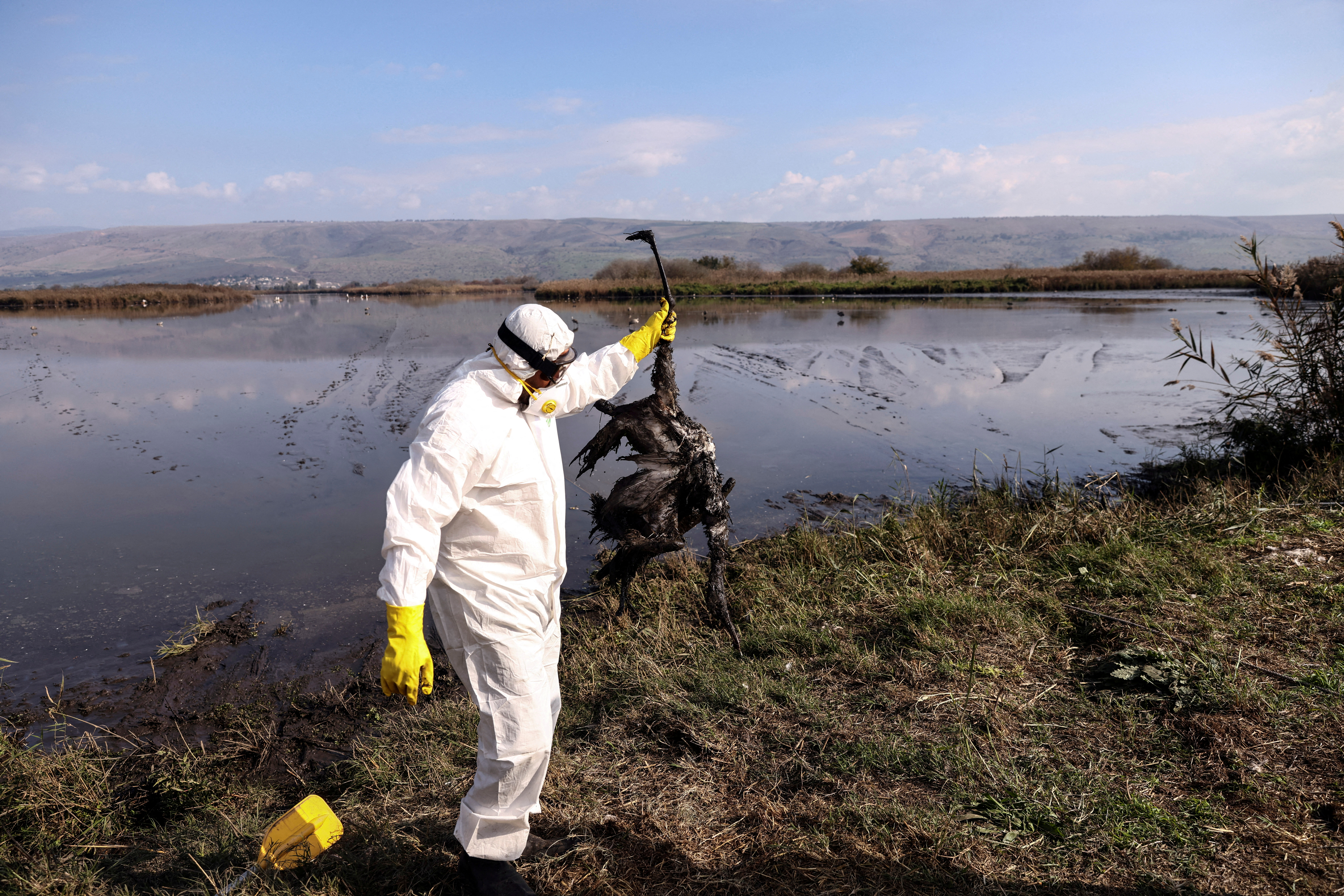 A worker on behalf of the Ministry of Agriculture and Rural Development holds up a crane that died following an outbreak of avian flu in the lake of a nature reserve, an important bird migration destination in the Hula Valley, northern Israel, January 2, 2022. REUTERS/Ronen Zvulun