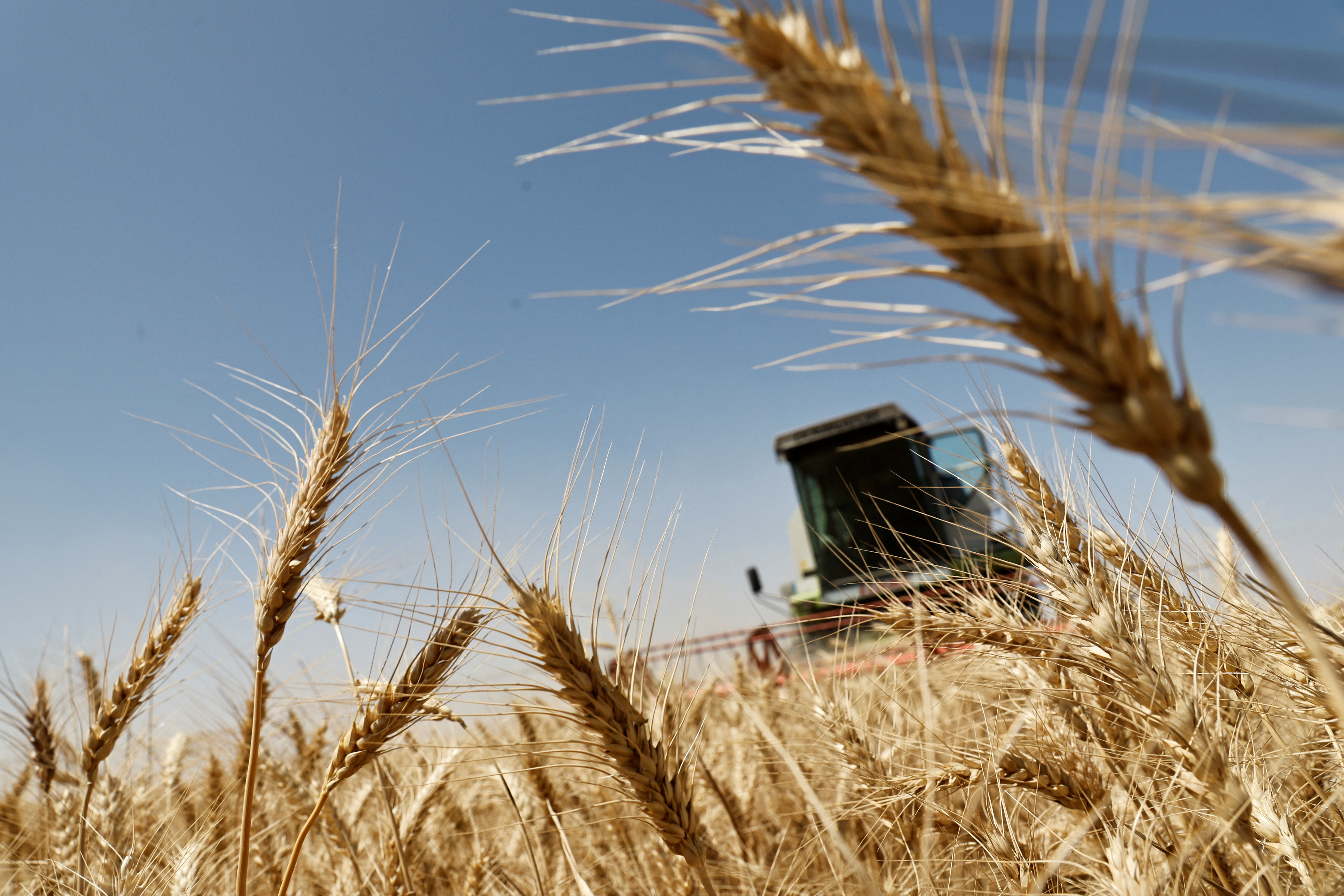 A view shows wheat that has dried before the start of the harvesting season in a field on the outskirts of Karbala