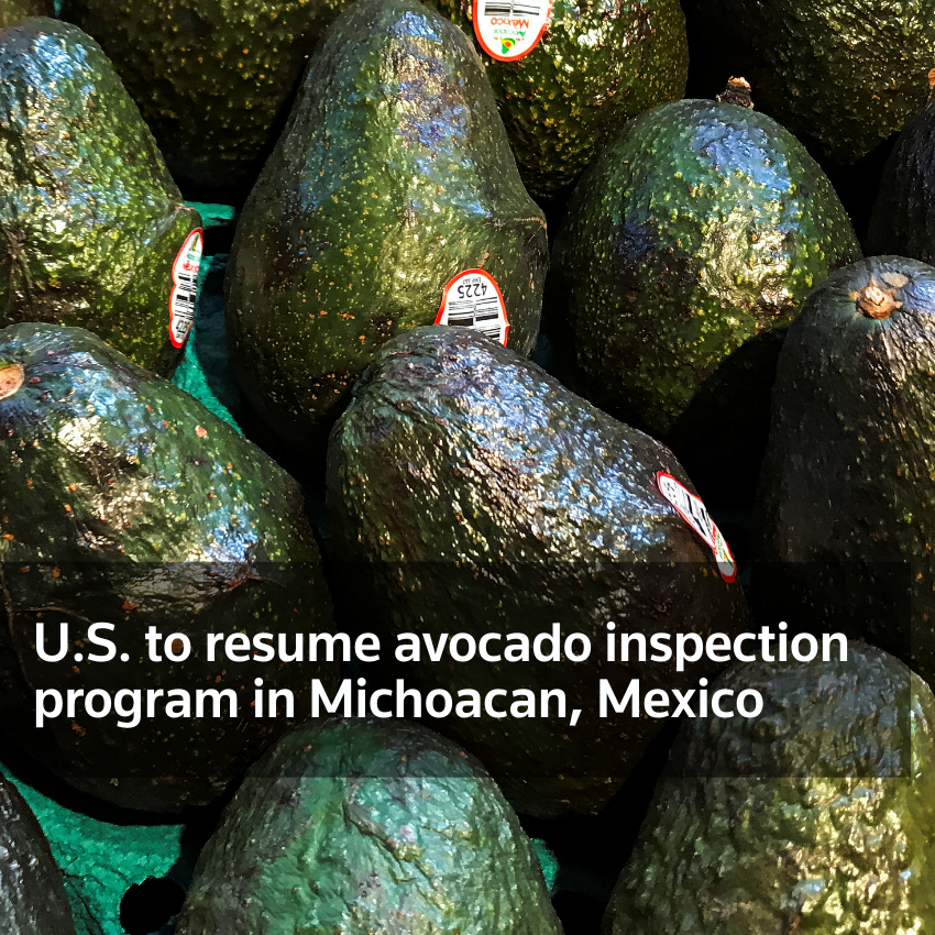 Estados Unidos reanudará programa de inspección de aguacate en Michoacán, México