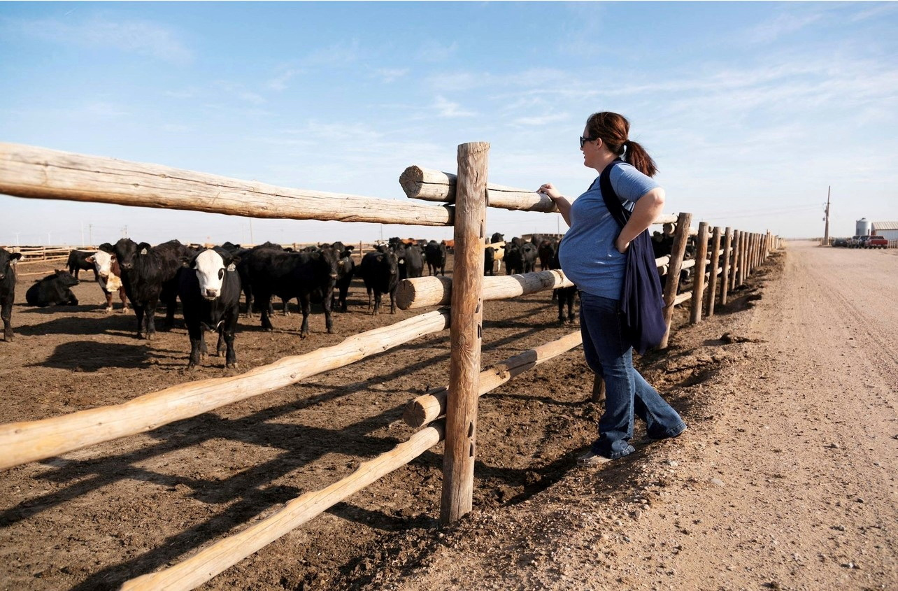 Two-headed calf headed for museum: Remains of cow that died at birth sold  for $3,348.68 