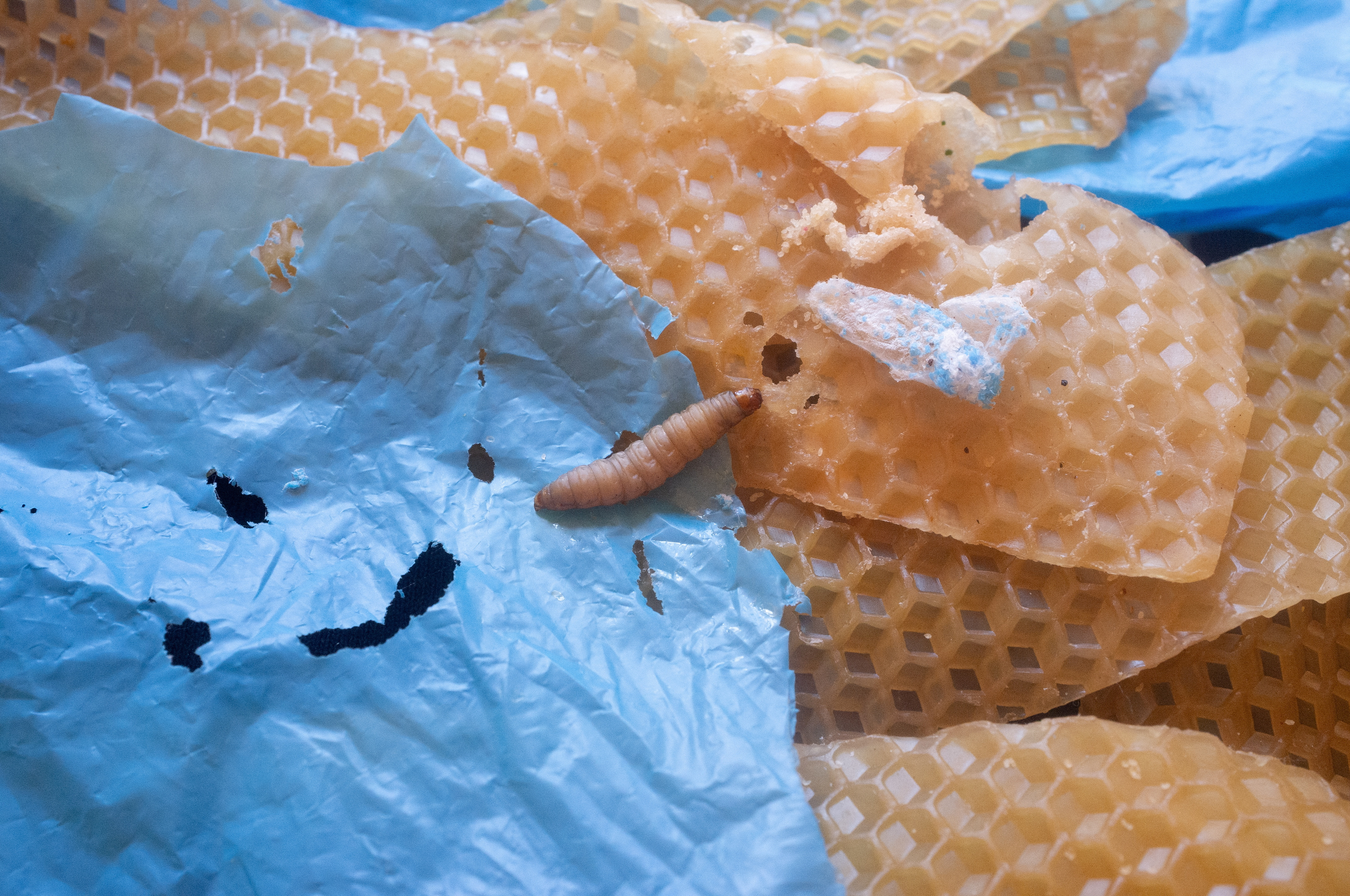 A wax worm, moth larva that eats wax made by bees to build honeycombs, is seen in a laboratory at the CSIC in Madrid