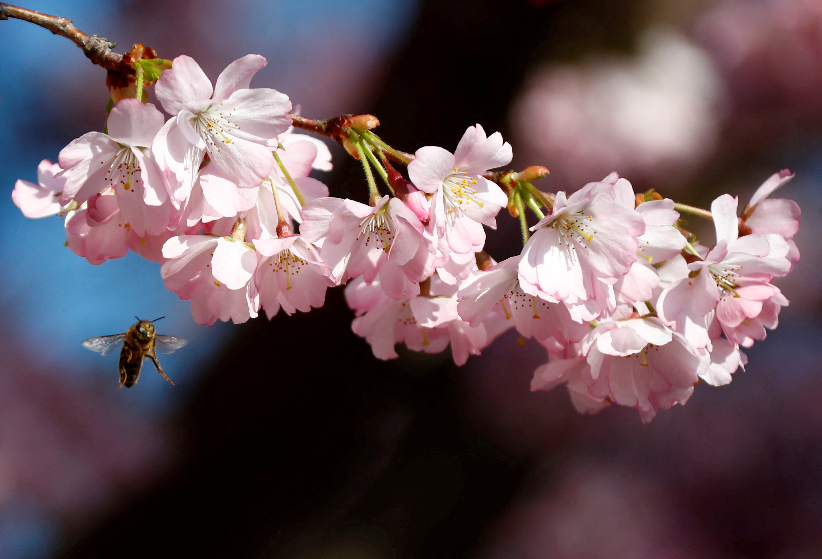 A bee is pictured during a cherry blossom season on a street at Berlin's Lichterfelde district