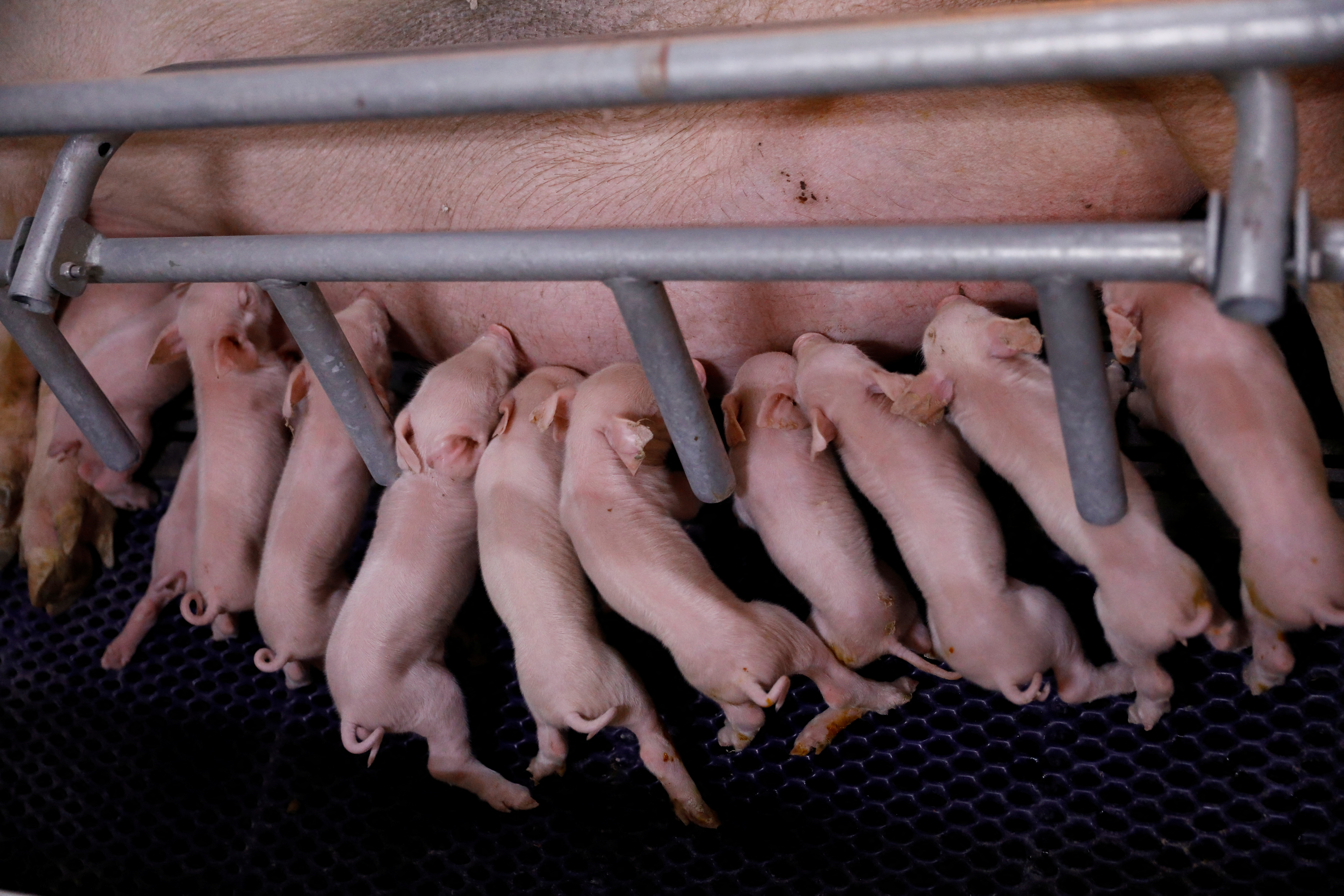 Newborn piglets drink milk from a sow at a breeding farm of Best Genetics Group (BGG), in Chifeng, Inner Mongolia