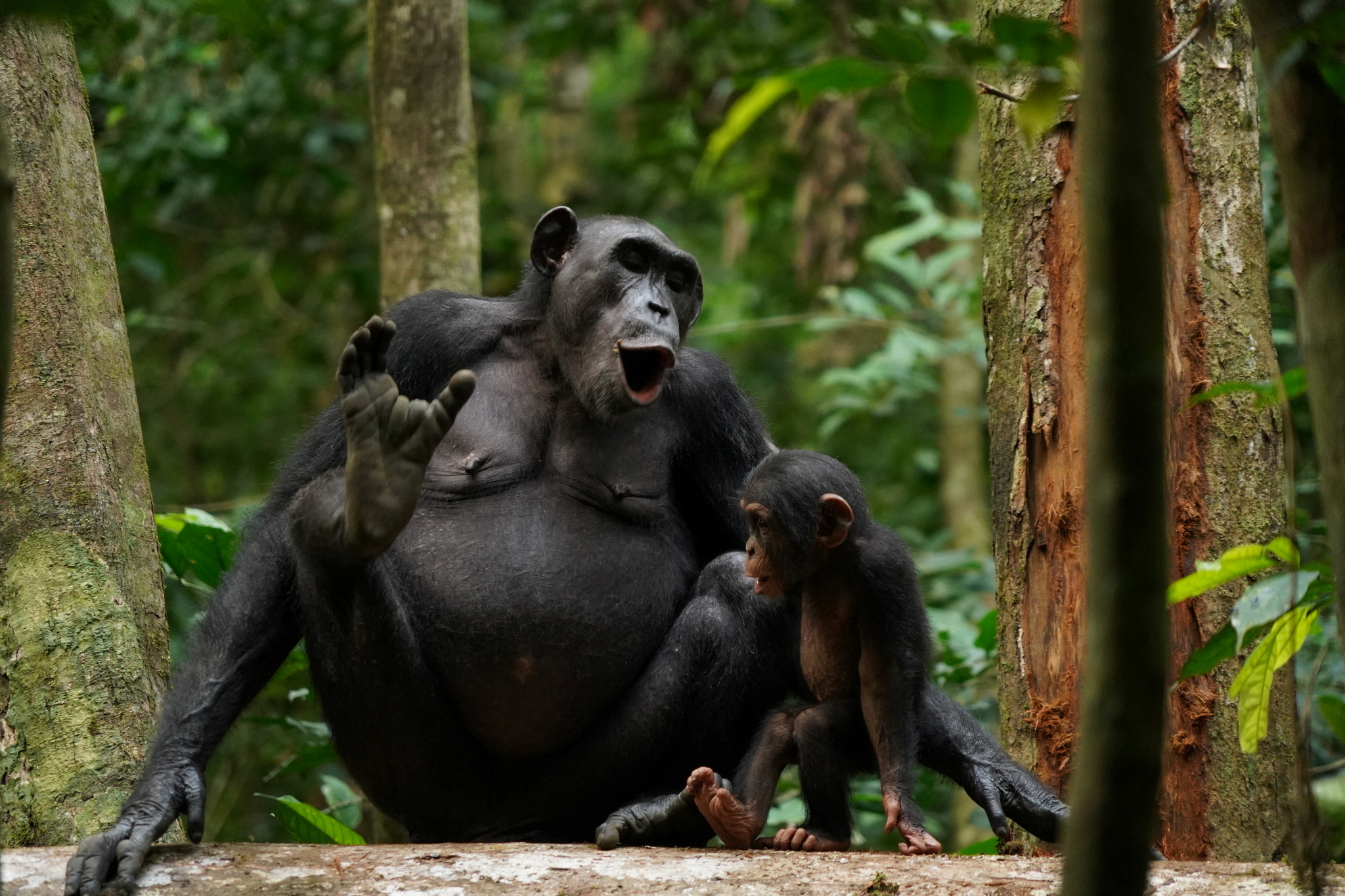 Wild female chimpanzee producing a vocalization in the Tai National Park in Ivory Coast