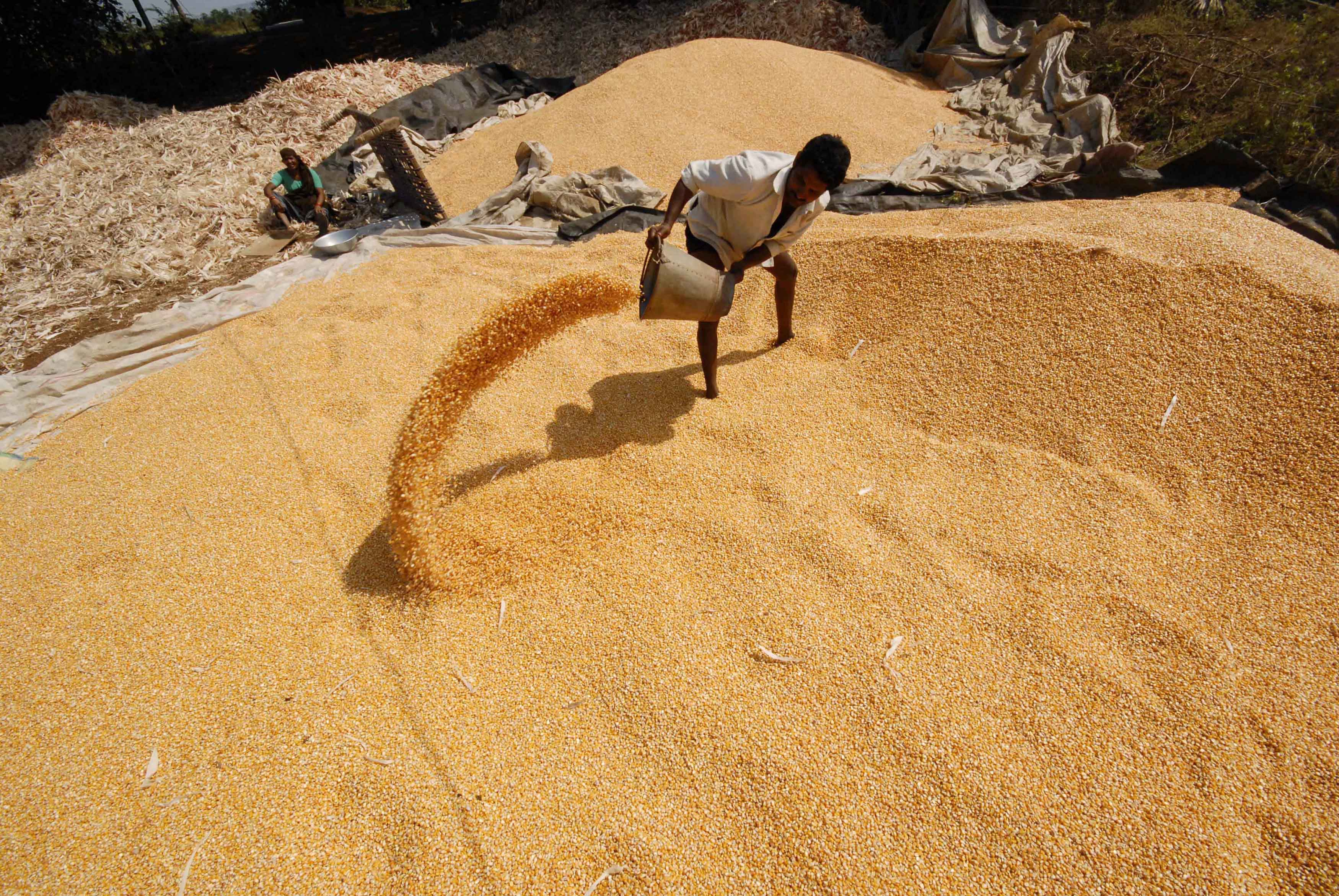 A labourer shuffles grains of corn to dry on outskirts of Hyderabad