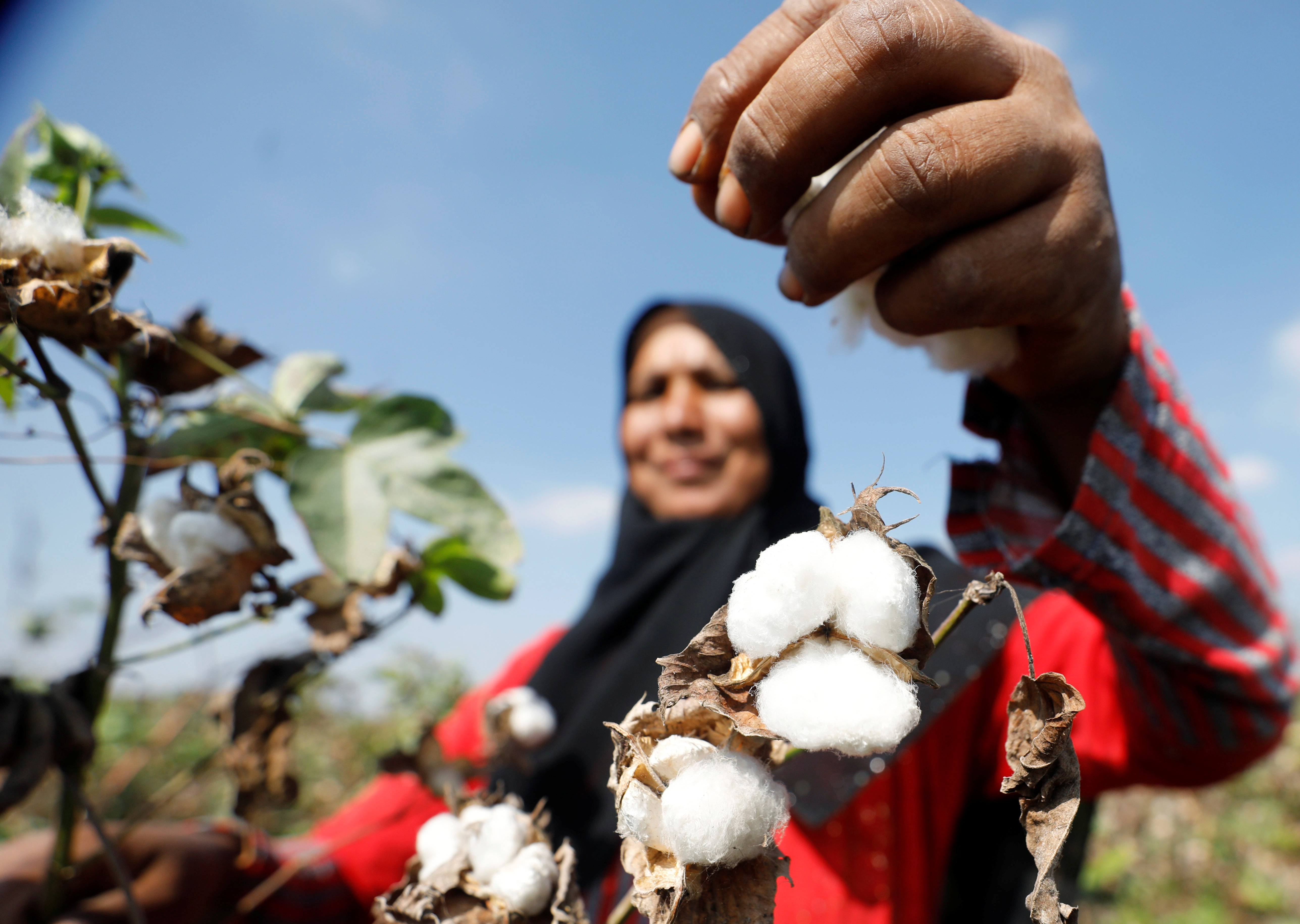 A farmer harvests cotton in a field in the province of Al-Sharkia northeast of Cairo