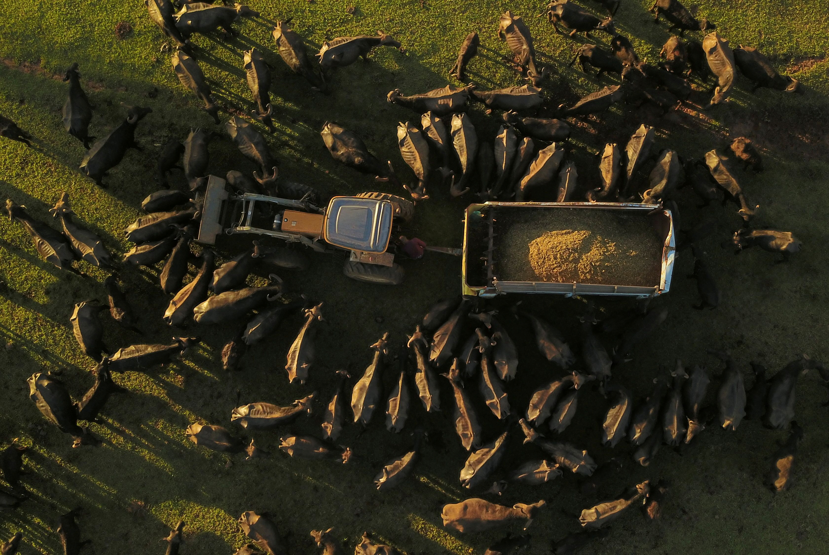 Buffaloes eat food given by volunteers at a farm where Environmental Police found hundreds of malnourished and mistreated buffaloes in Brotas, Sao Paulo state, Brazil December 1, 2021. REUTERS/Amanda Perobelli     