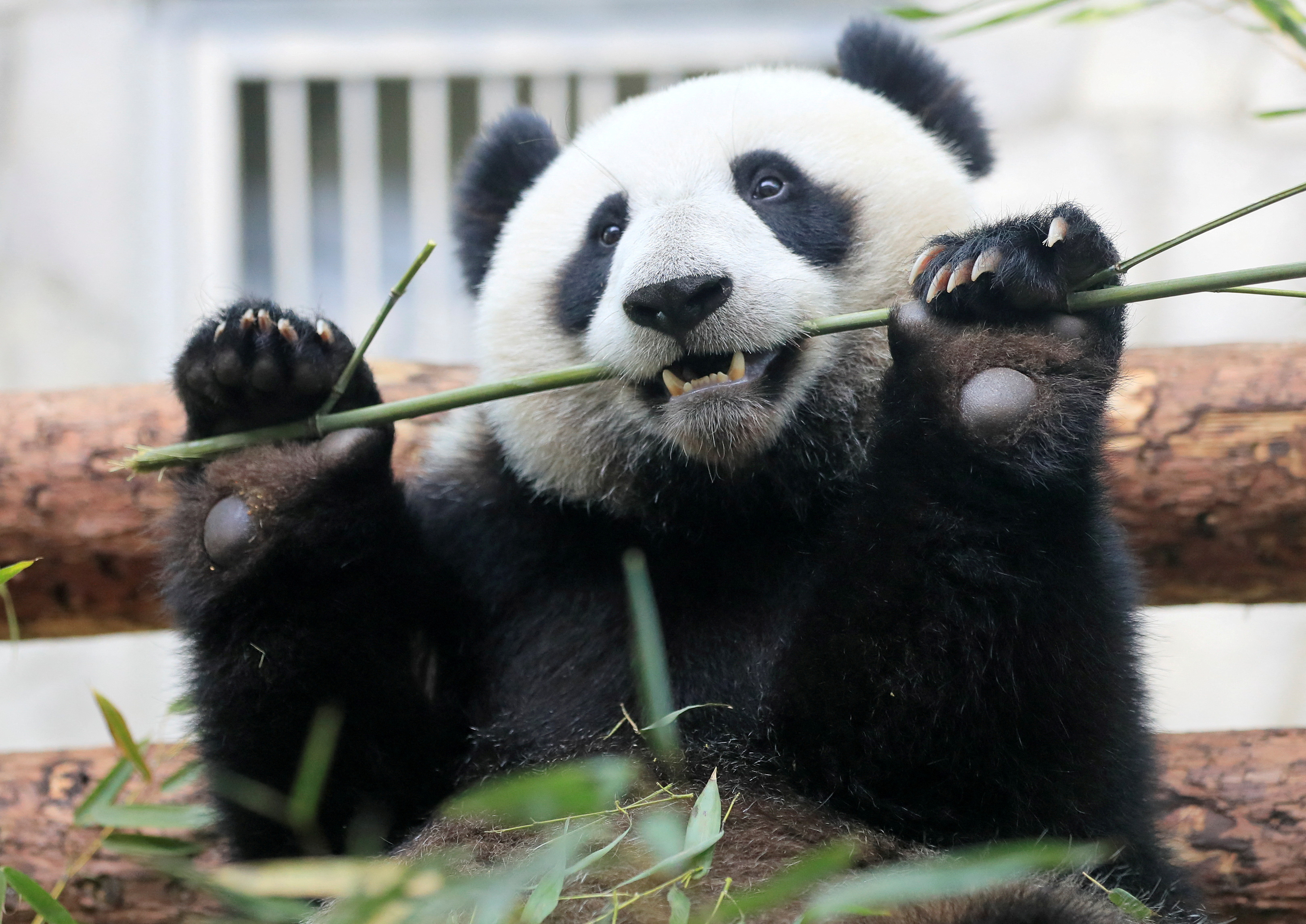 A giant panda eats bamboo at a zoo in Moscow