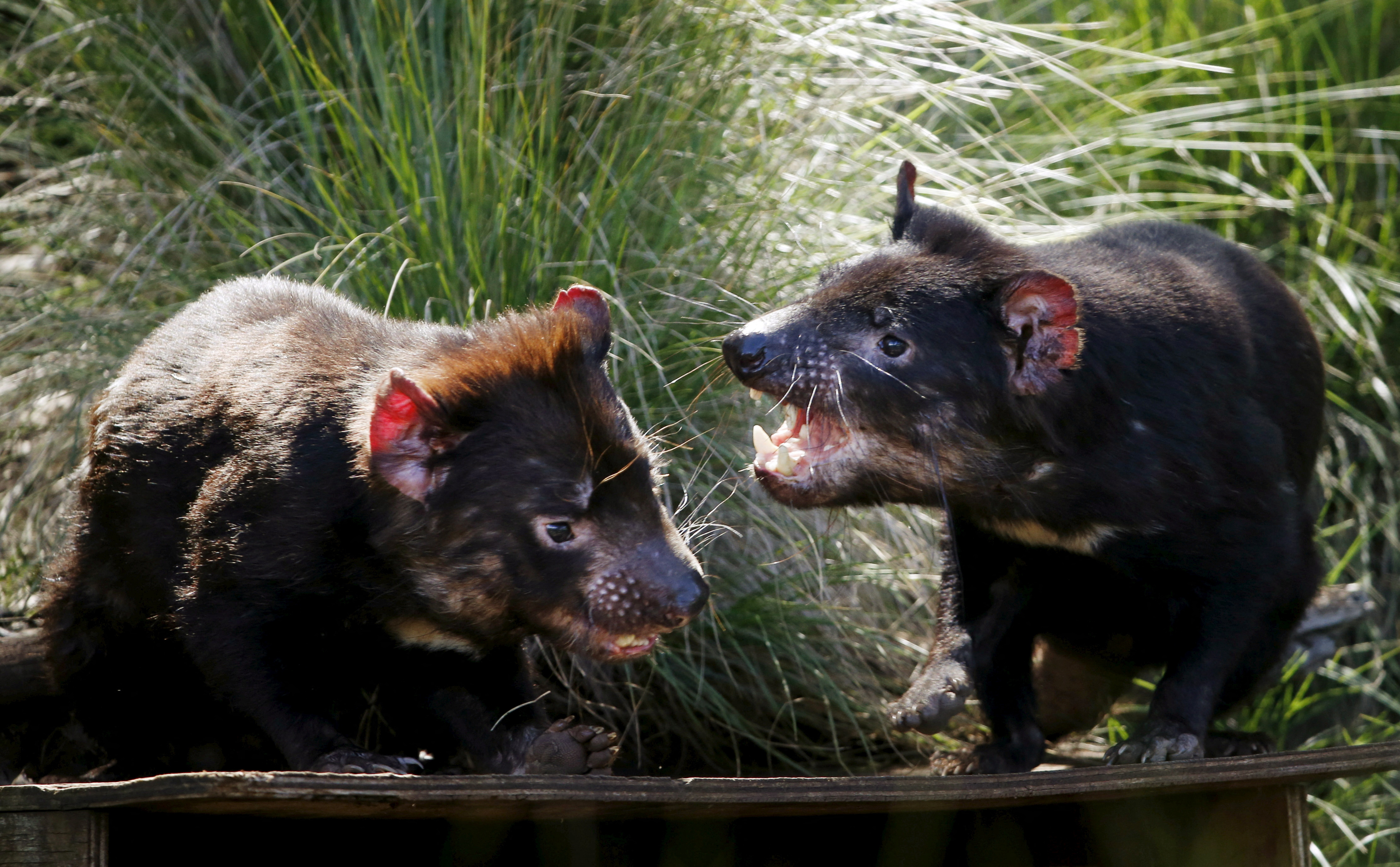 Tasmanian Devils fight in their enclosure before the first shipment of healthy and genetically diverse devils to the island state of Tasmania are sent from the Devil Ark sanctuary in Barrington Tops on Australia's mainland