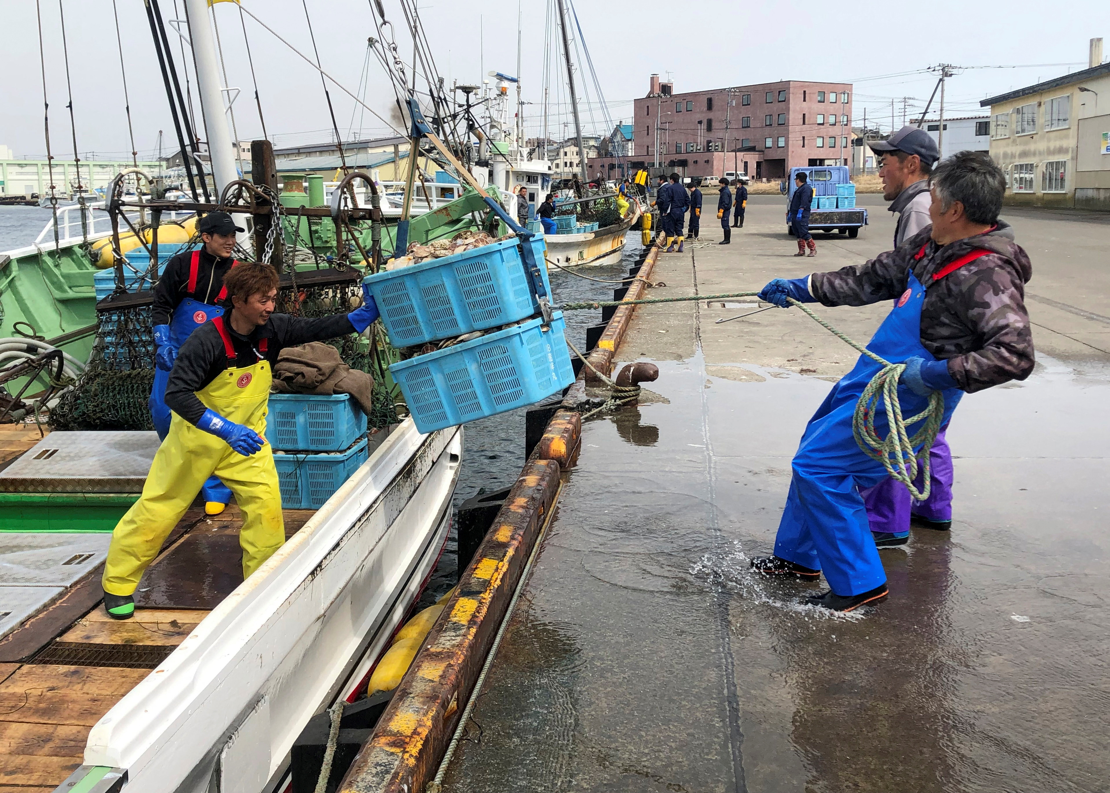 Fishermen land scallops at Nemuro Port