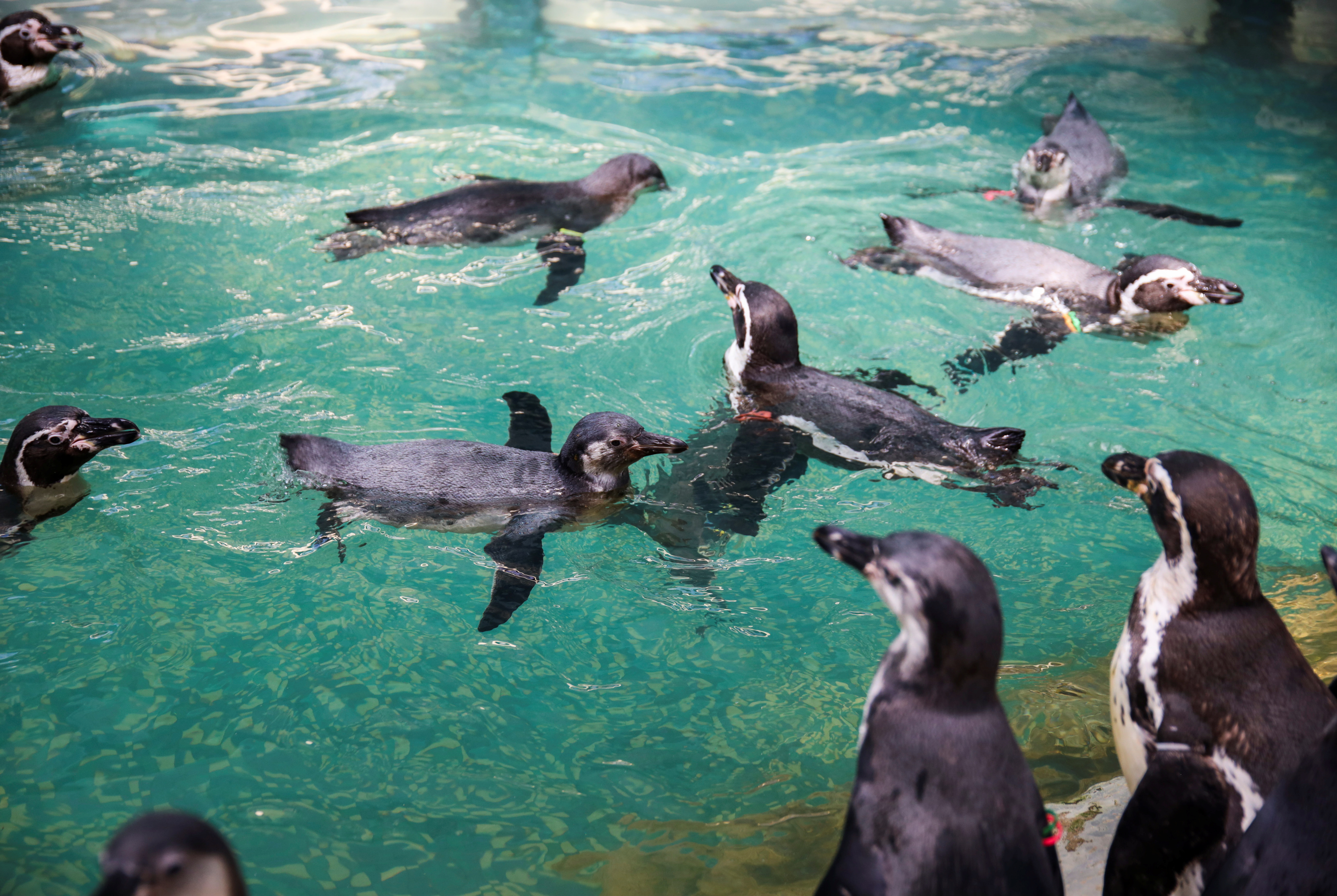 Penguins keep up with their exercise routine at a zoo, in Chonburi