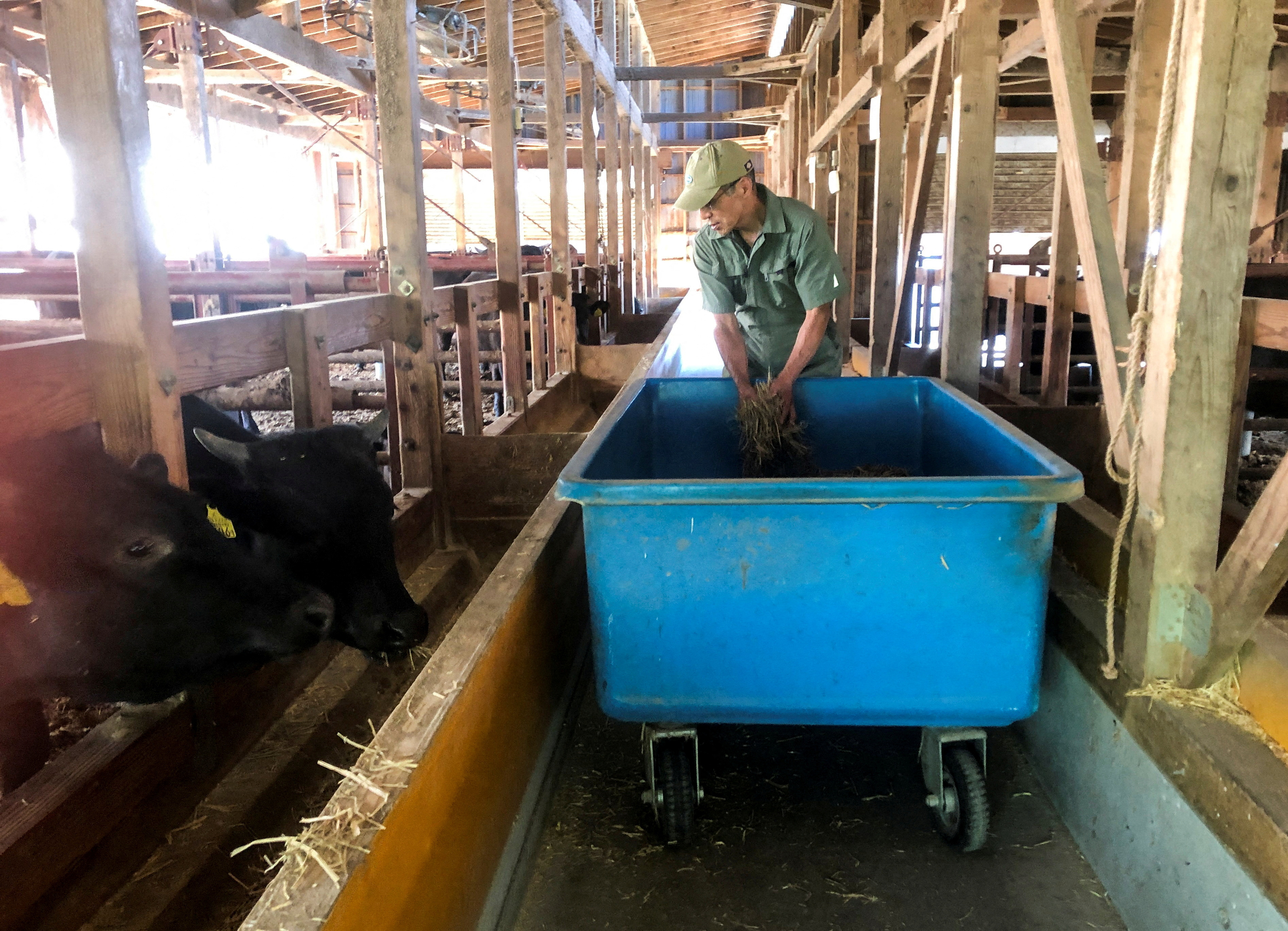 Farmer Kiyoharu Hirao feeds wagyu cattle at his farm, in Yamagata