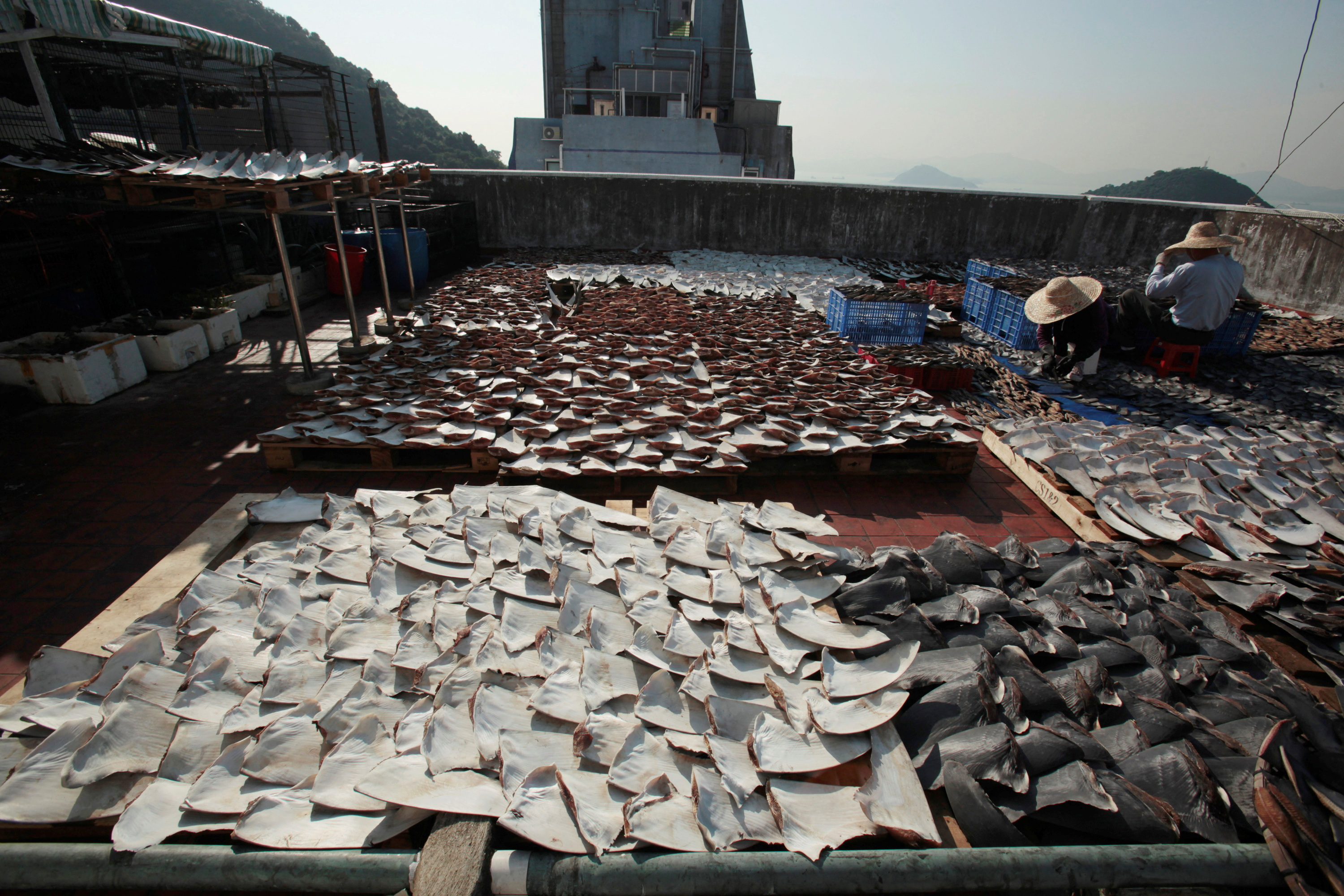 Workers lay out pieces of shark fin to dry on a rooftop of a factory building in Hong Kong