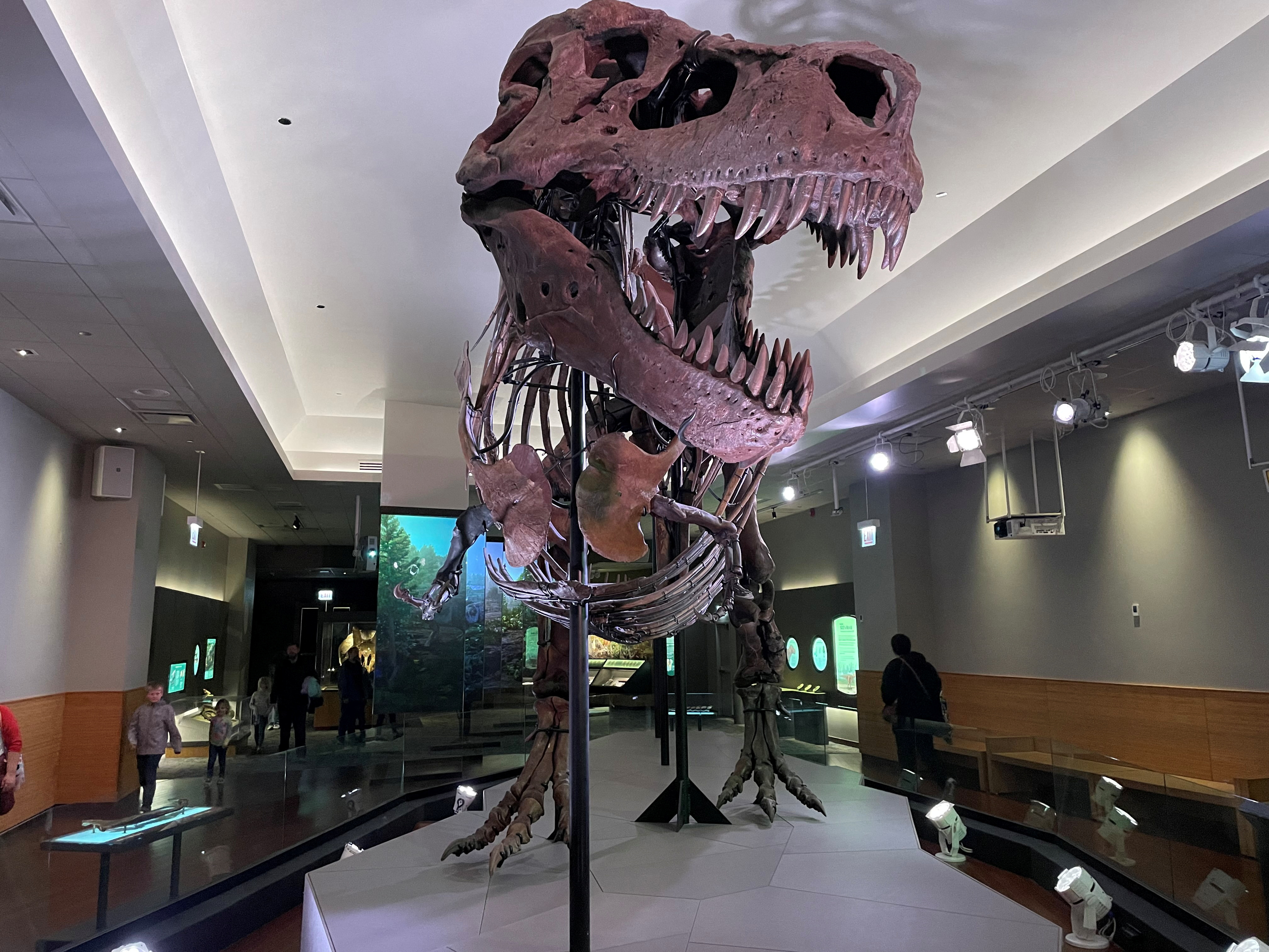 The skeleton of "SUE", the Tyrannosaurus rex is displayed at the Field Museum of Natural History in this undated handout picture