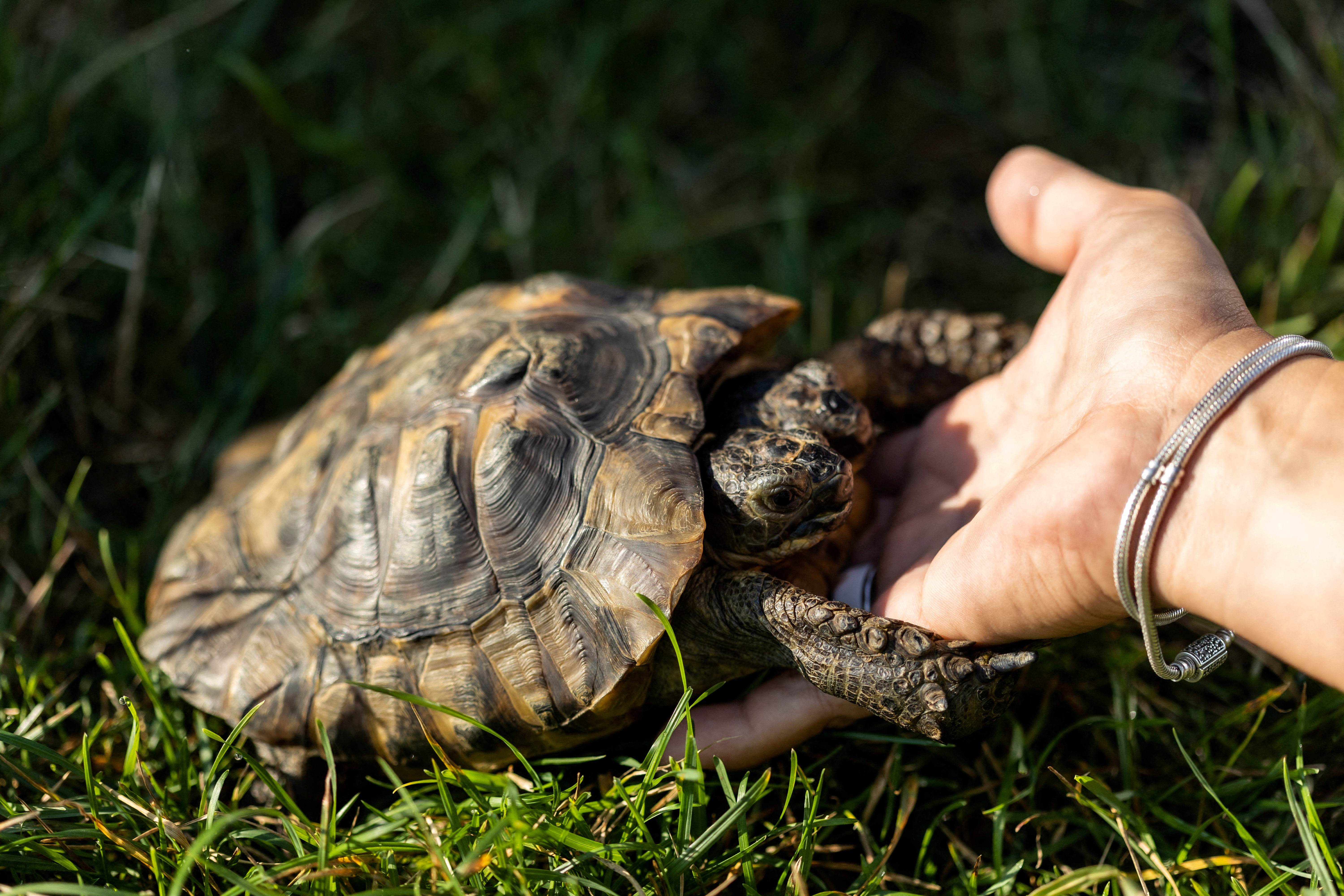 Two-headed tortoise Janus celebrates his 25th birthday in Geneva