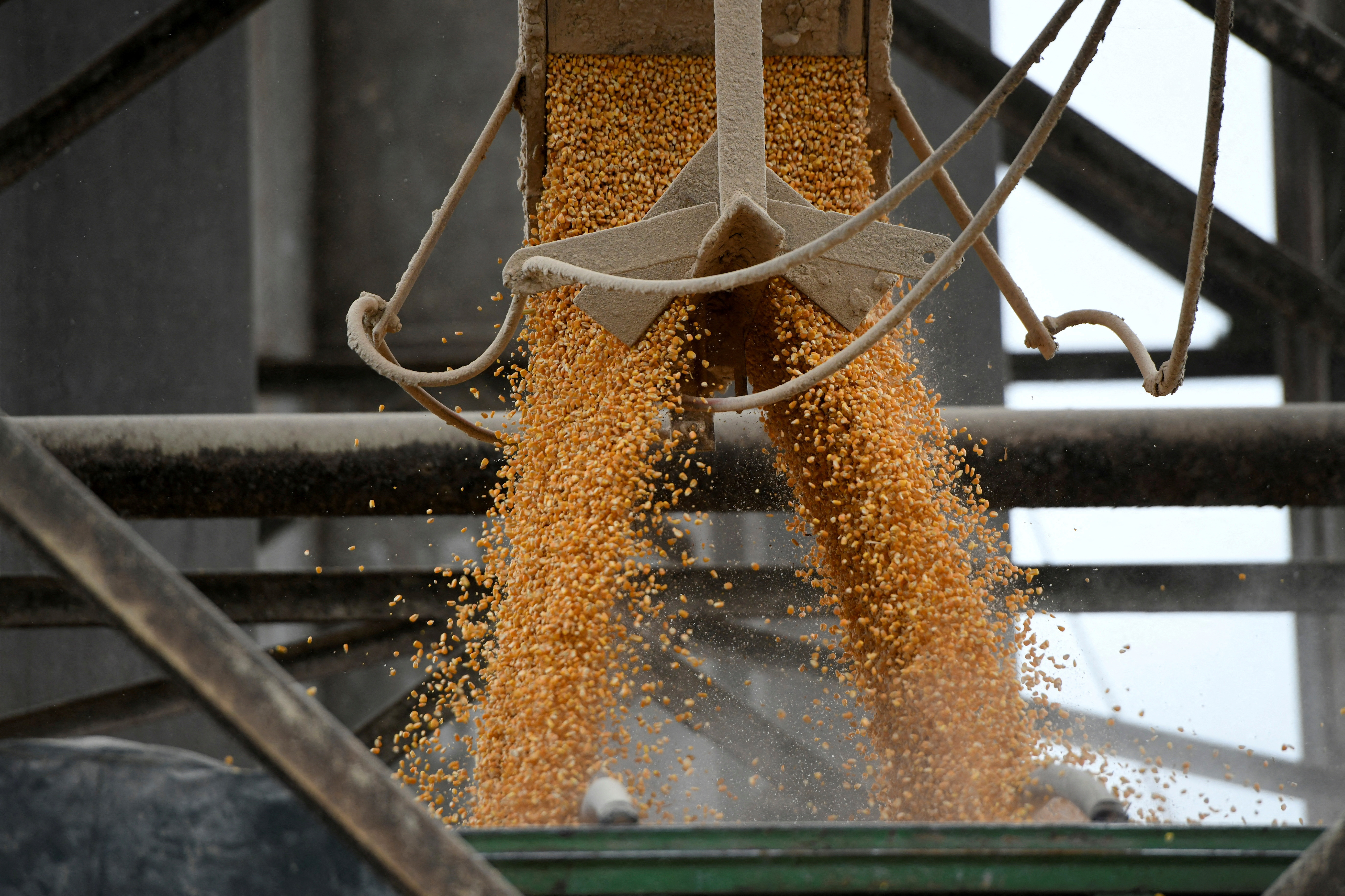 Los agricultores estadounidenses aumentan la presión sobre México para que suavice la inminente prohibición del maíz transgénico