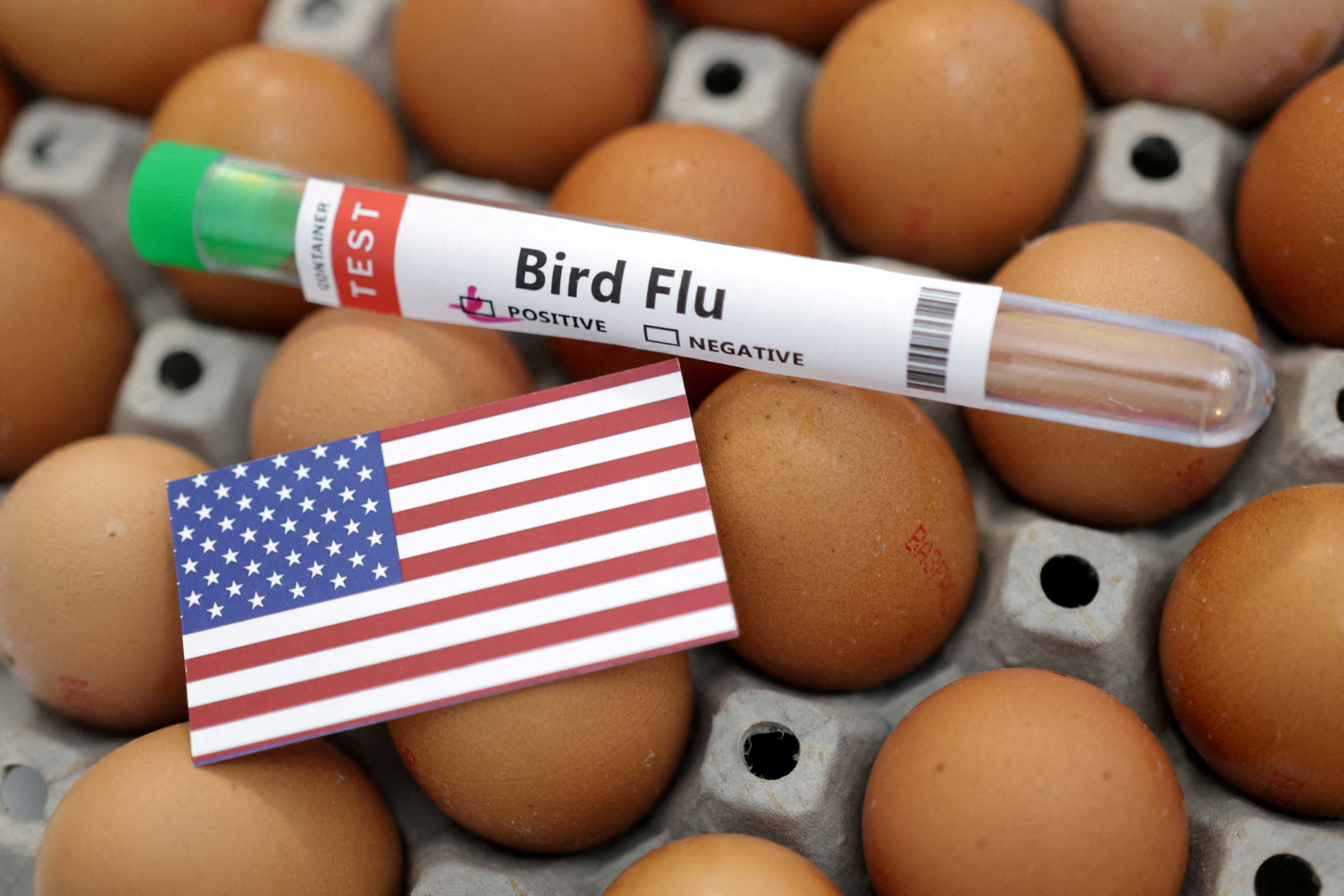 Illustration shows test tube labelled "Bird Flu", eggs and U.S. flag