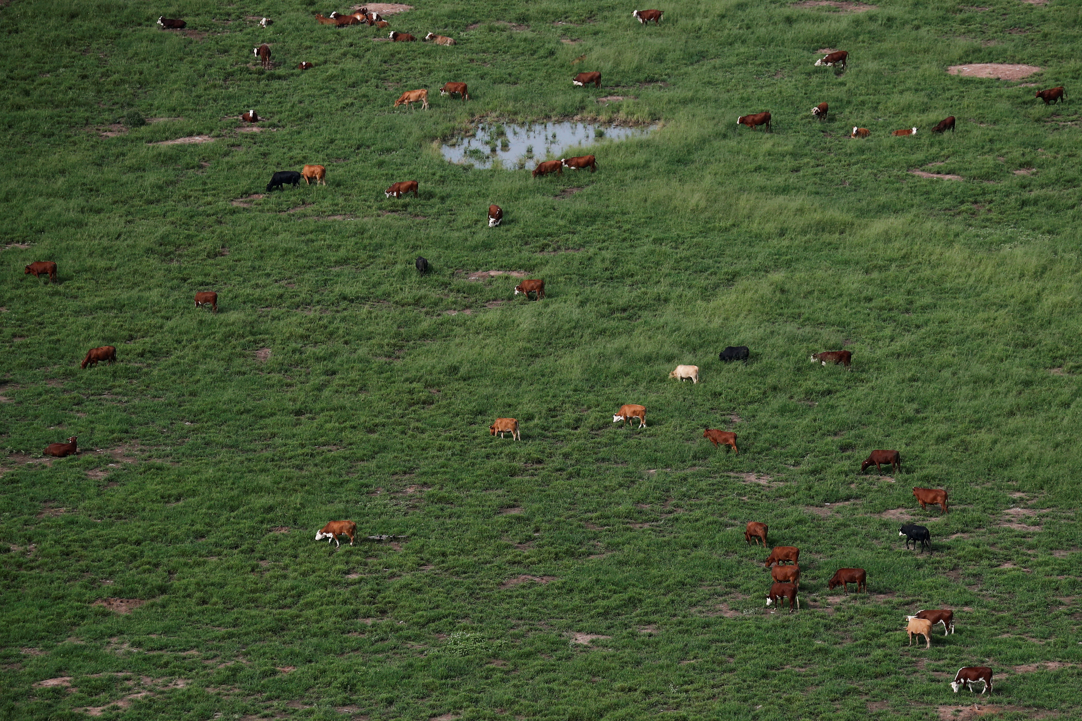 In remote Chaco in South America, deforestation disrupts natural rhythms