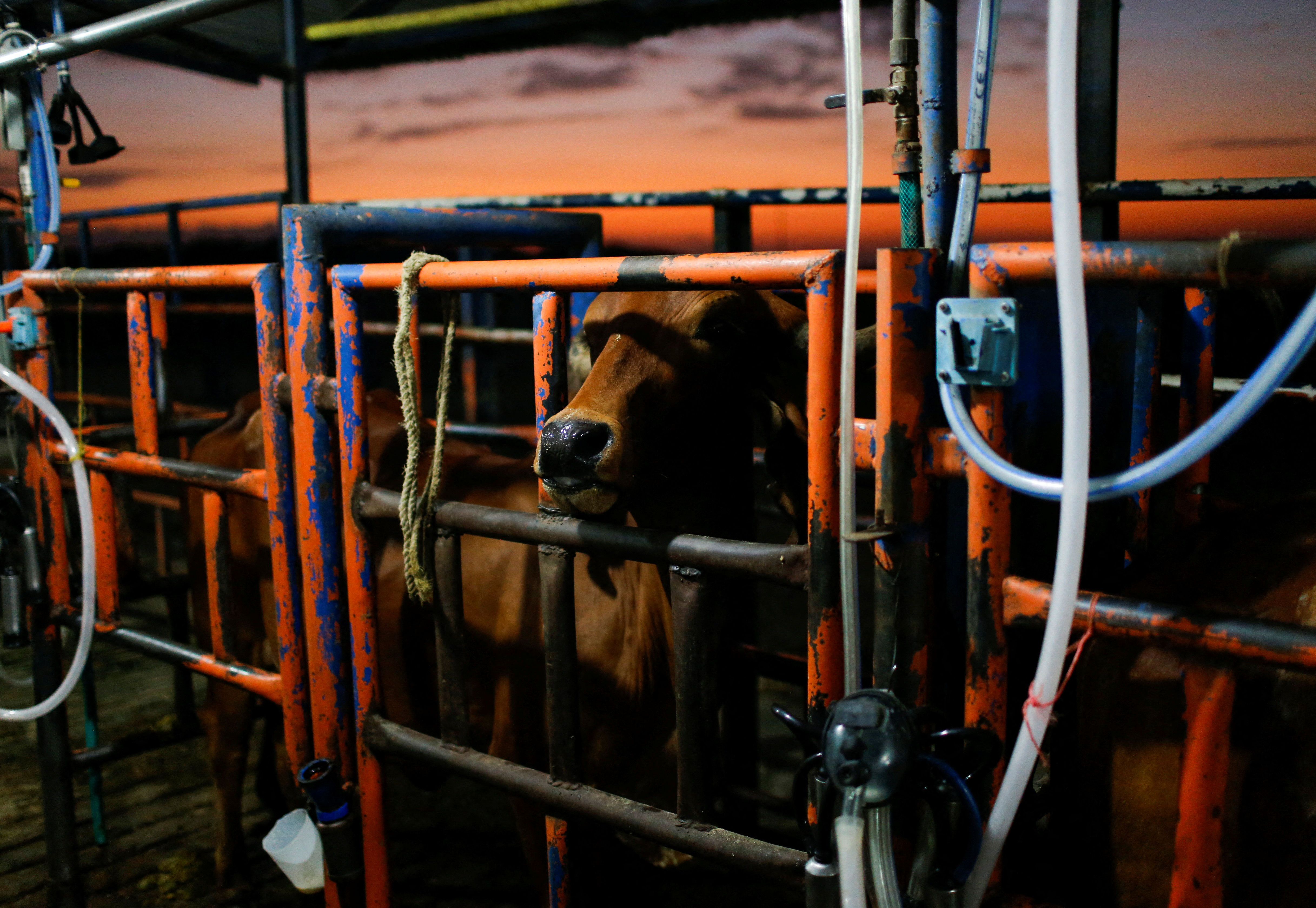 A cow stands in a milking pen at a cattle farm, in Barinas, Venezuela January 11, 2022.  REUTERS/Leonardo Fernandez Viloria