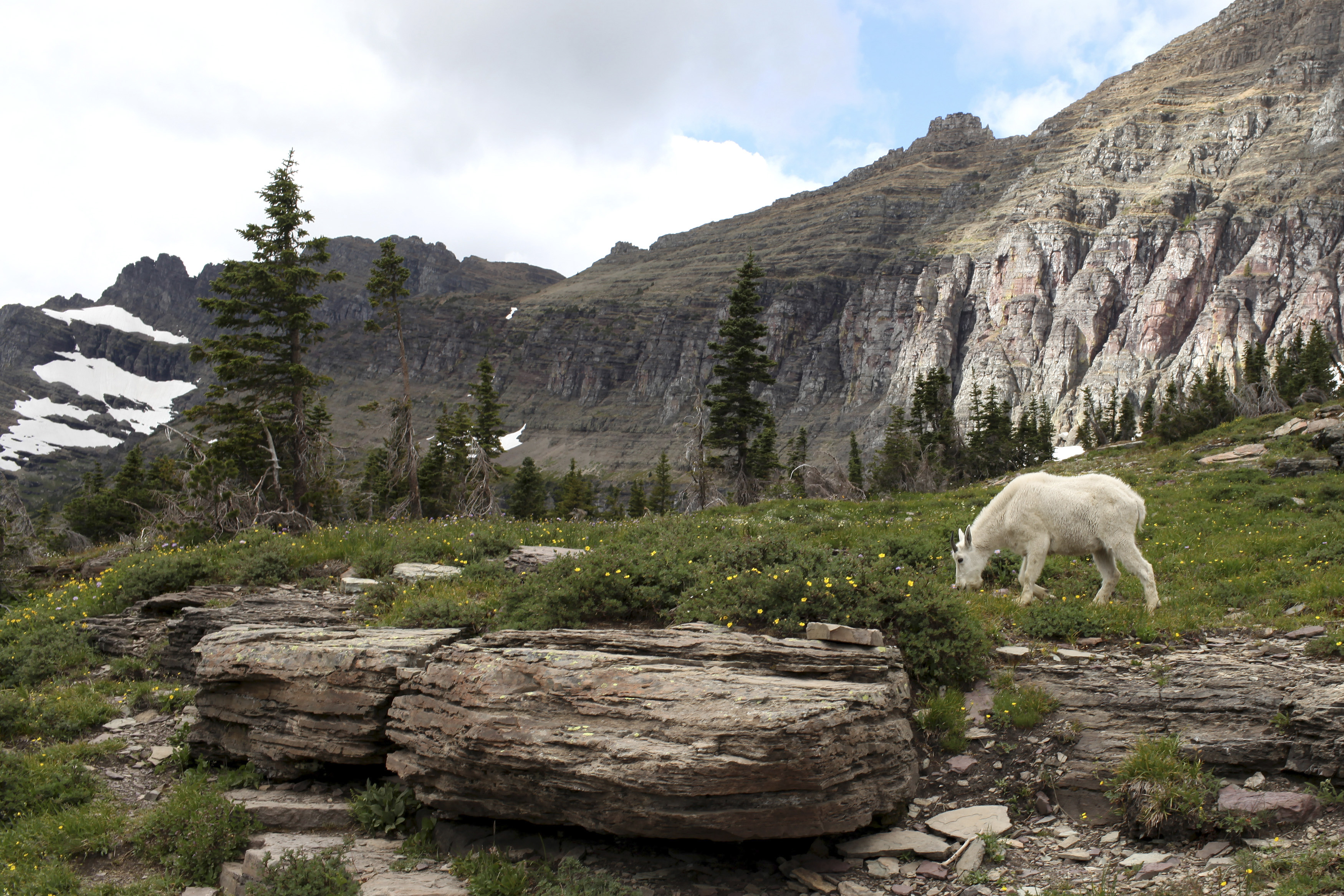 A mountain goat grazes along the Hidden Lake Trail near Clements Mountain in Glacier National Park in Montana