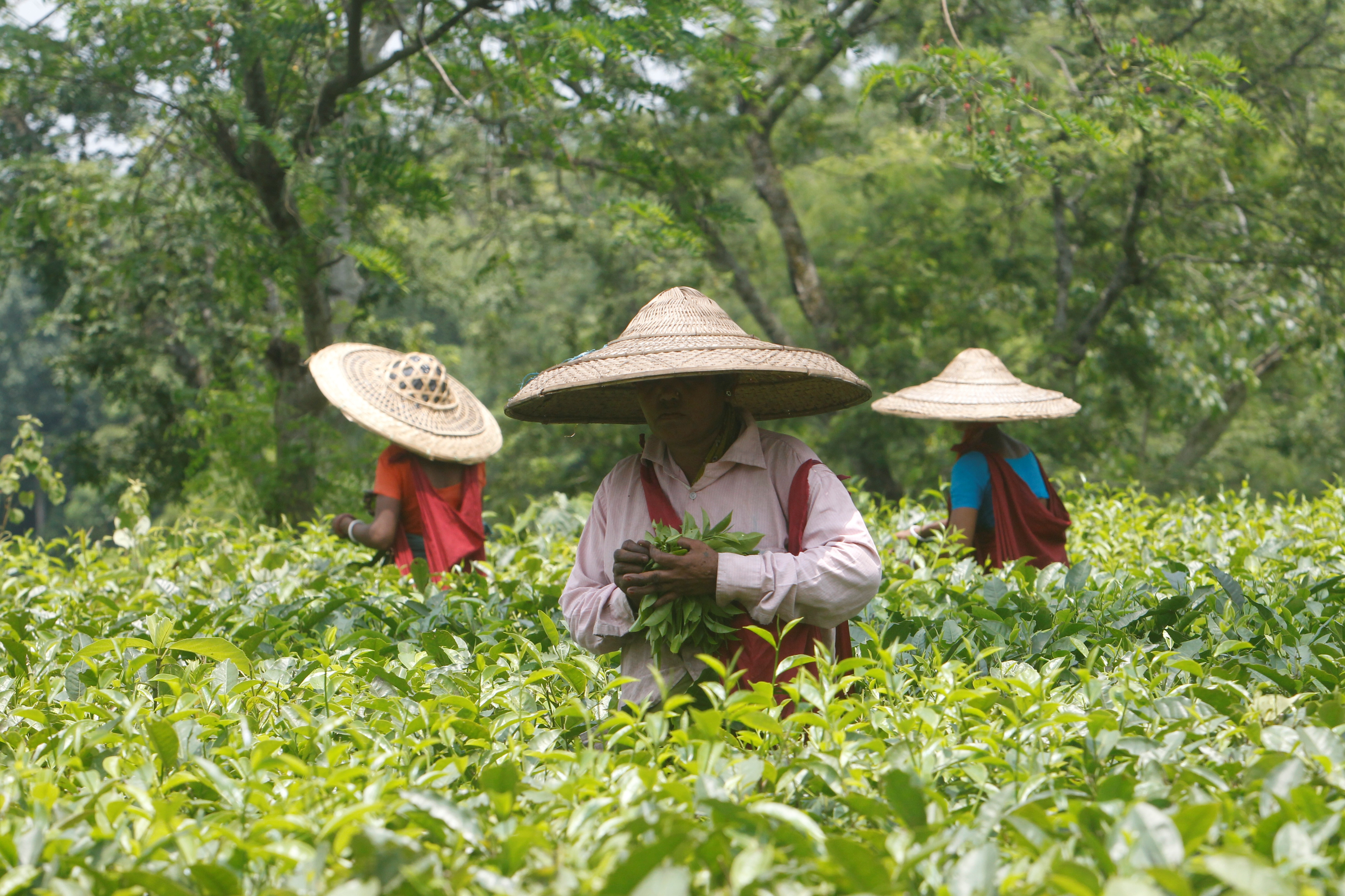 Tea garden workers wearing Japi hats made out of bamboo and palm leaves pluck tea leaves inside Durgabari Tea Estate on the outskirts of Agartala