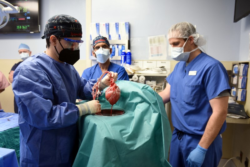 I chirurghi eseguono il trapianto di cuore di maiale a Baltimora