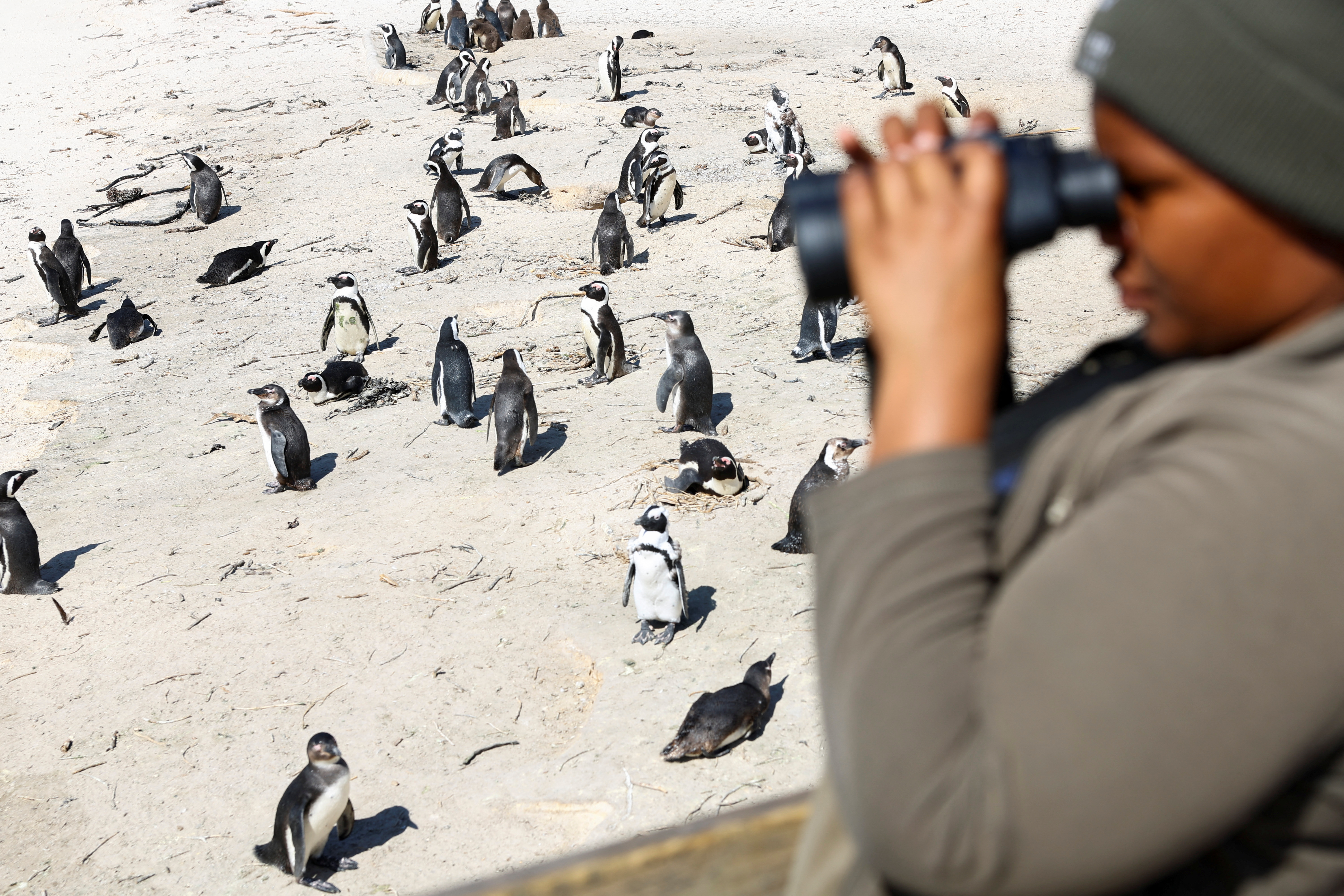 Outbreak of avian flu at Cape Town's penguin colony