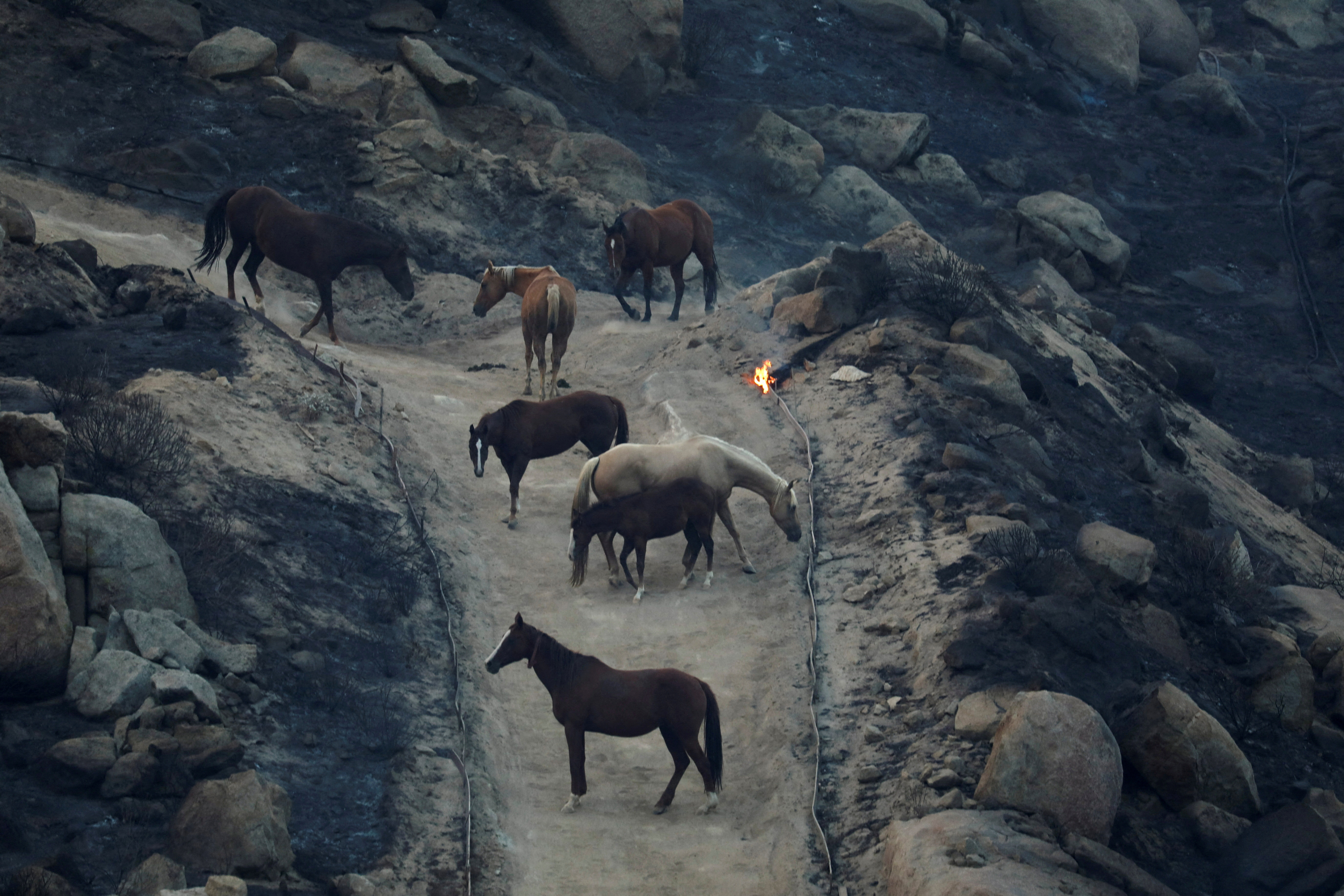 As California wildfire rages, volunteers help rescue horses, livestock |  Reuters
