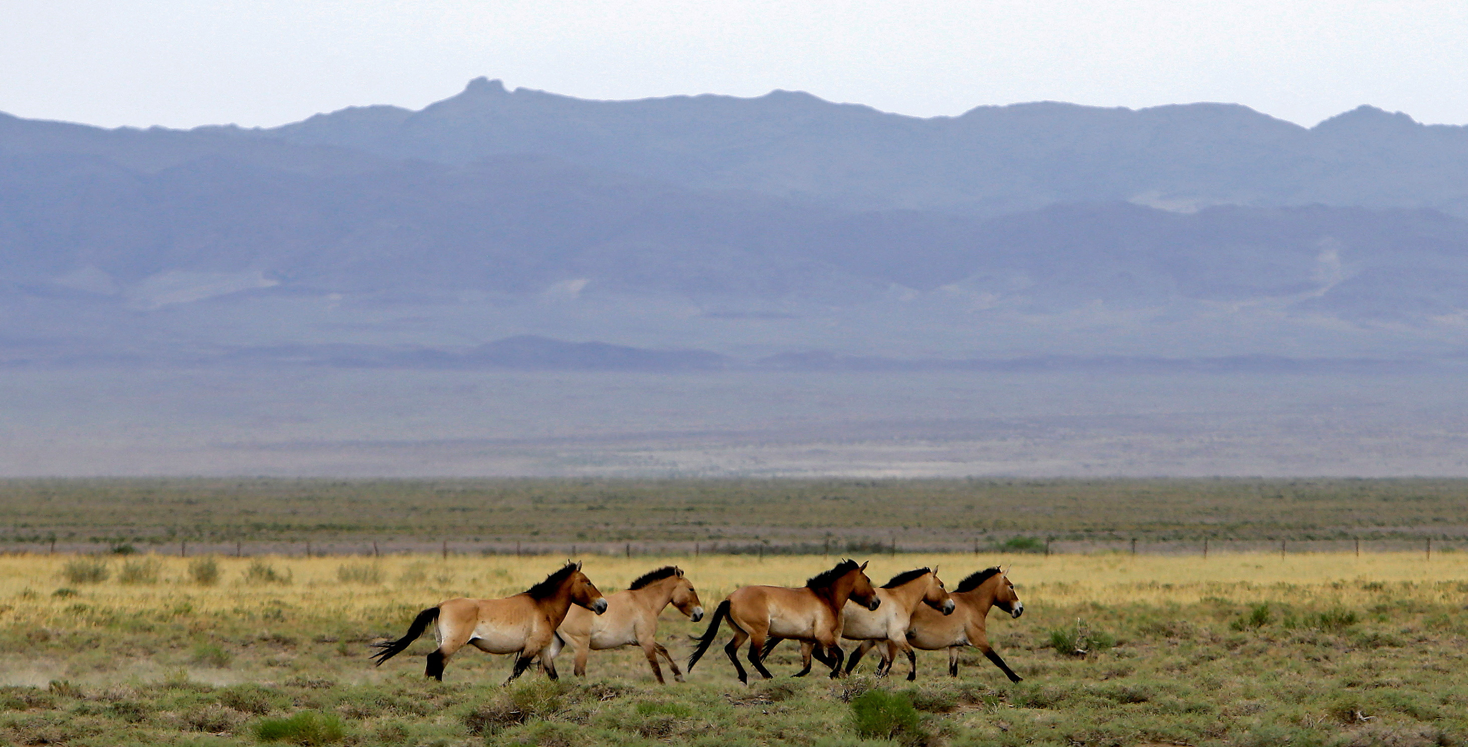 A herd of endangered Przewalski's horses trot across the Takhin Tal National Park, part of the Great Gobi B Strictly Protected Area, in south-west Mongolia