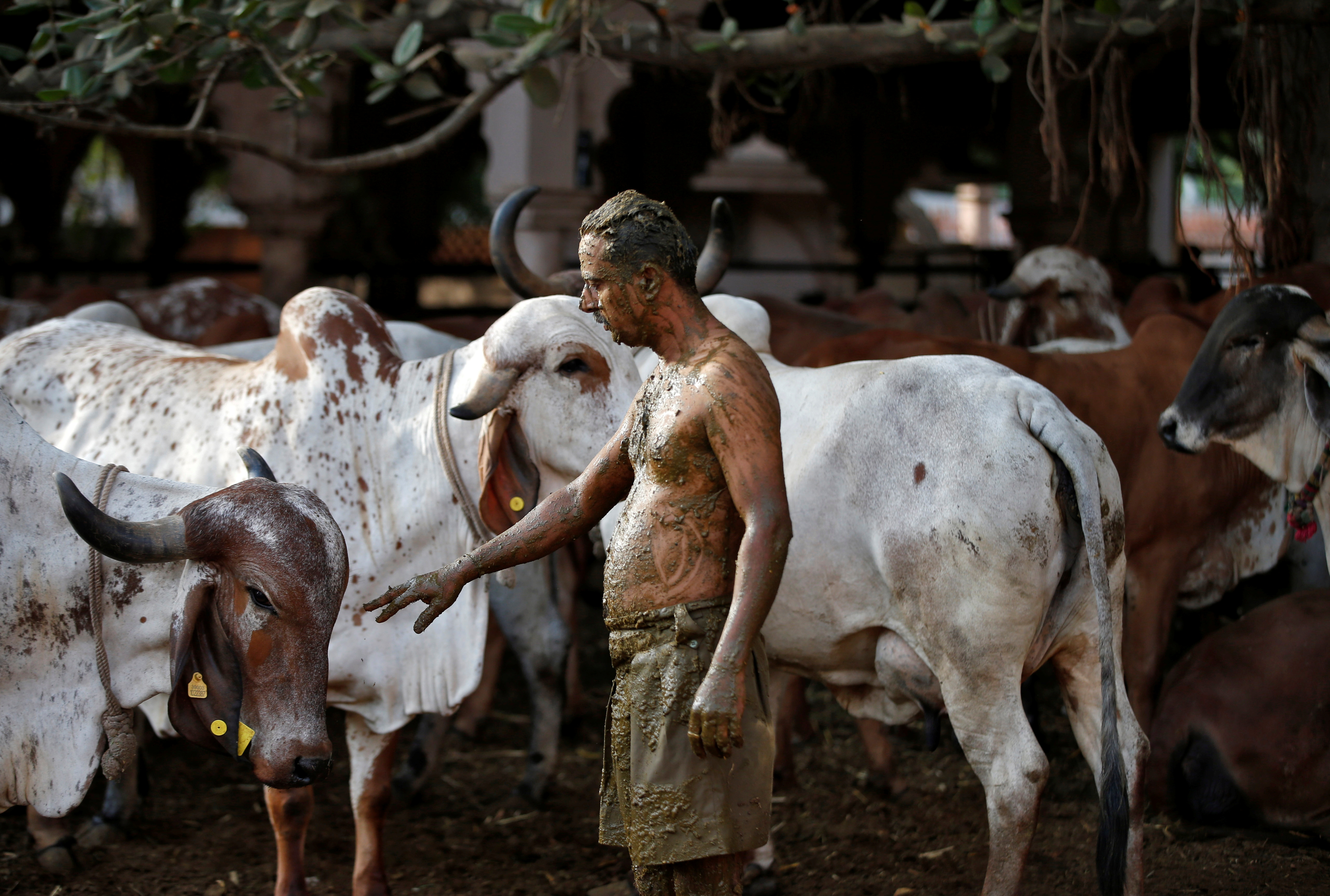 Uddhav Bhatia, a frontline worker, touches a cow after applying cow dung on his body during "cow dung therapy", believing it will boost his immunity to defend against the coronavirus disease (COVID-19) at the Shree Swaminarayan Gurukul Vishwavidya Pratishthanam Gaushala or cow shelter on the outskirts of Ahmedabad, India, May 9, 2021. REUTERS/Amit Dave
