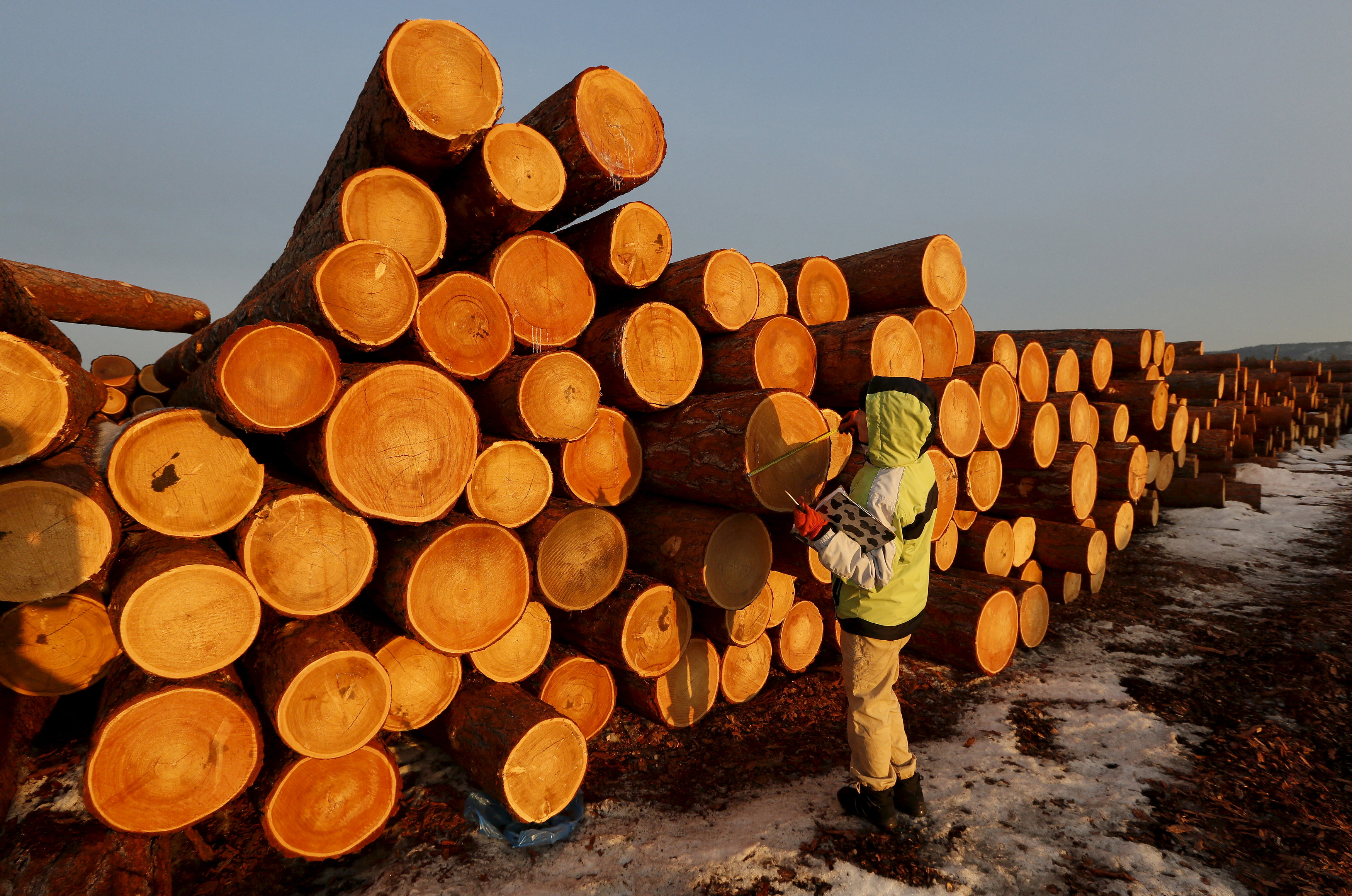 Employee measures trunk of logs at Boguchansky wood processing plant in Taiga forest in Krasnoyarsk region
