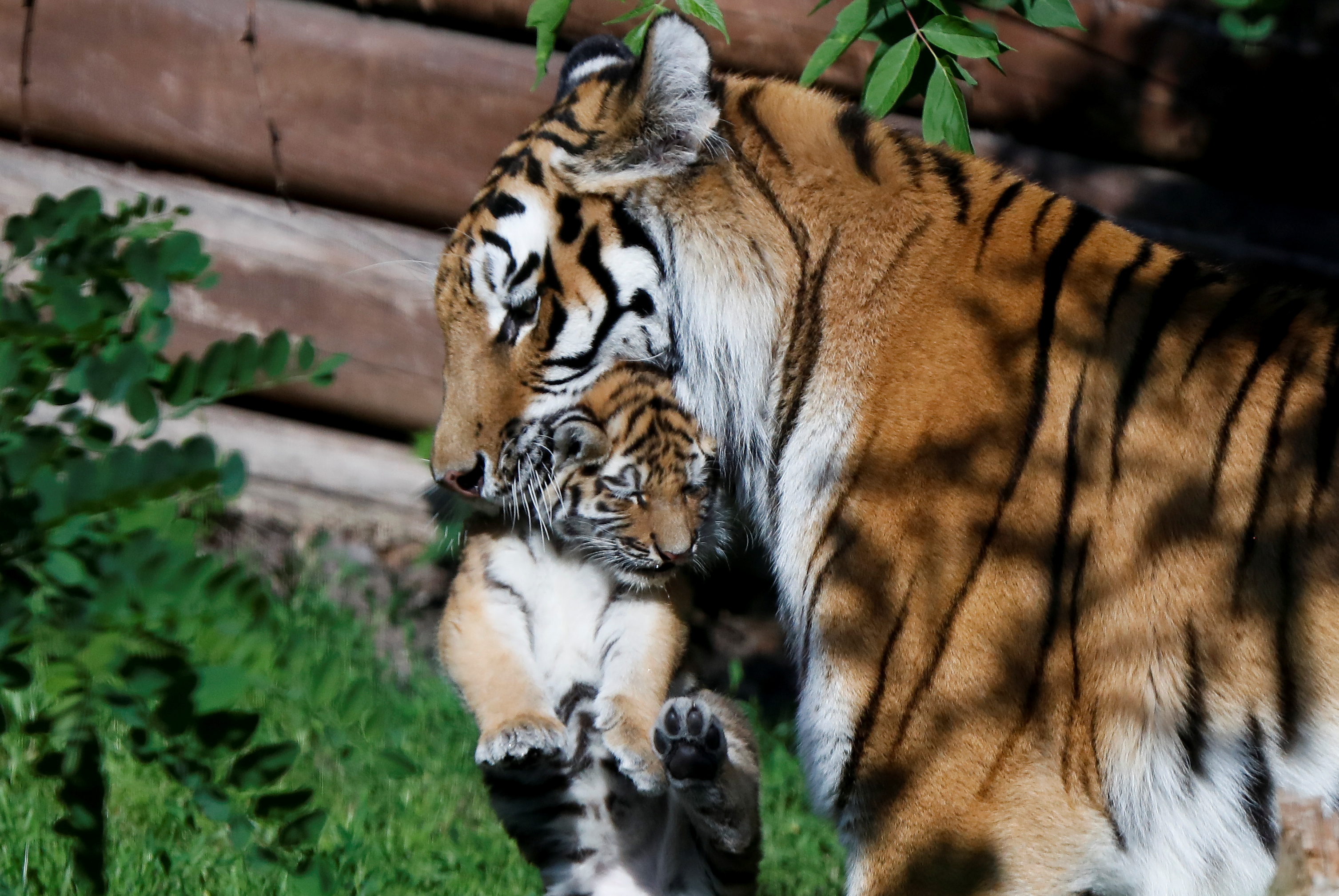 Excited' Polish zoo unveils rare Siberian tiger cubs