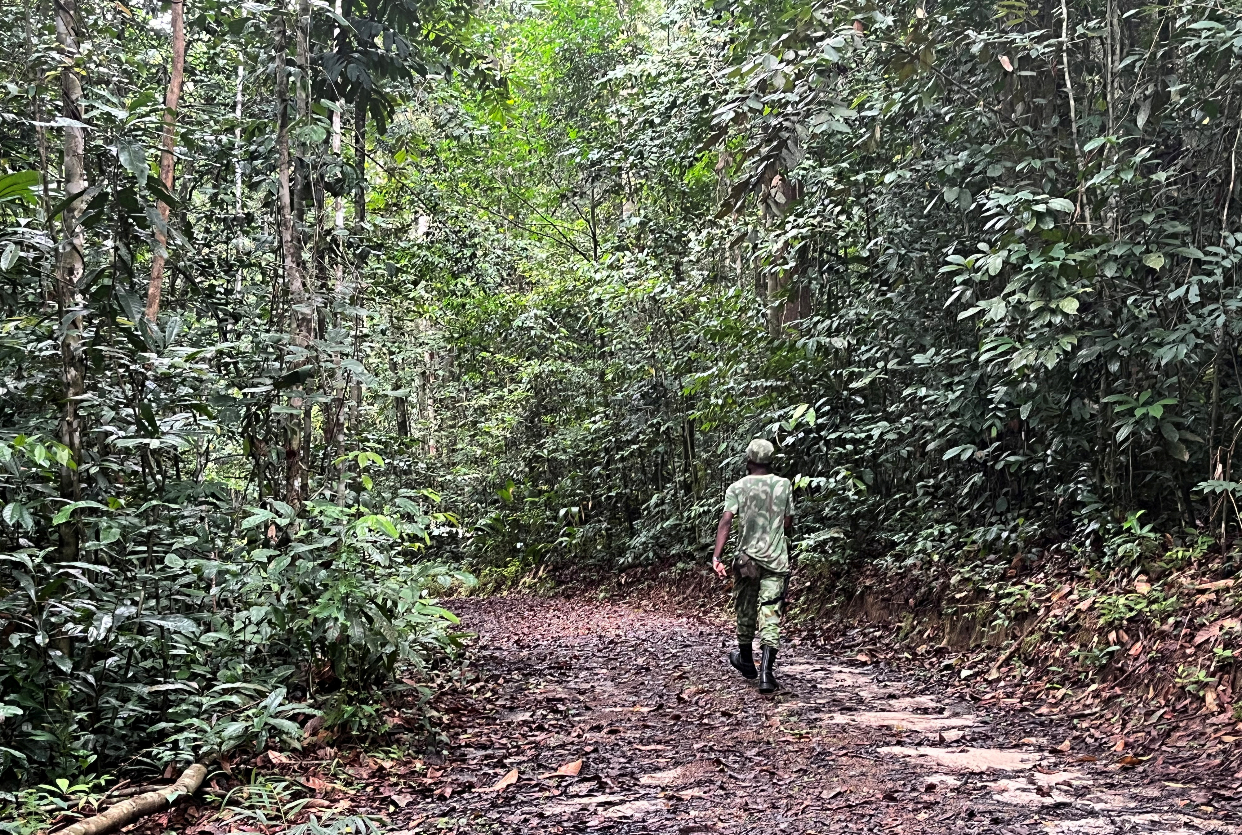 The Arboretum Raponda Walker in Gabon