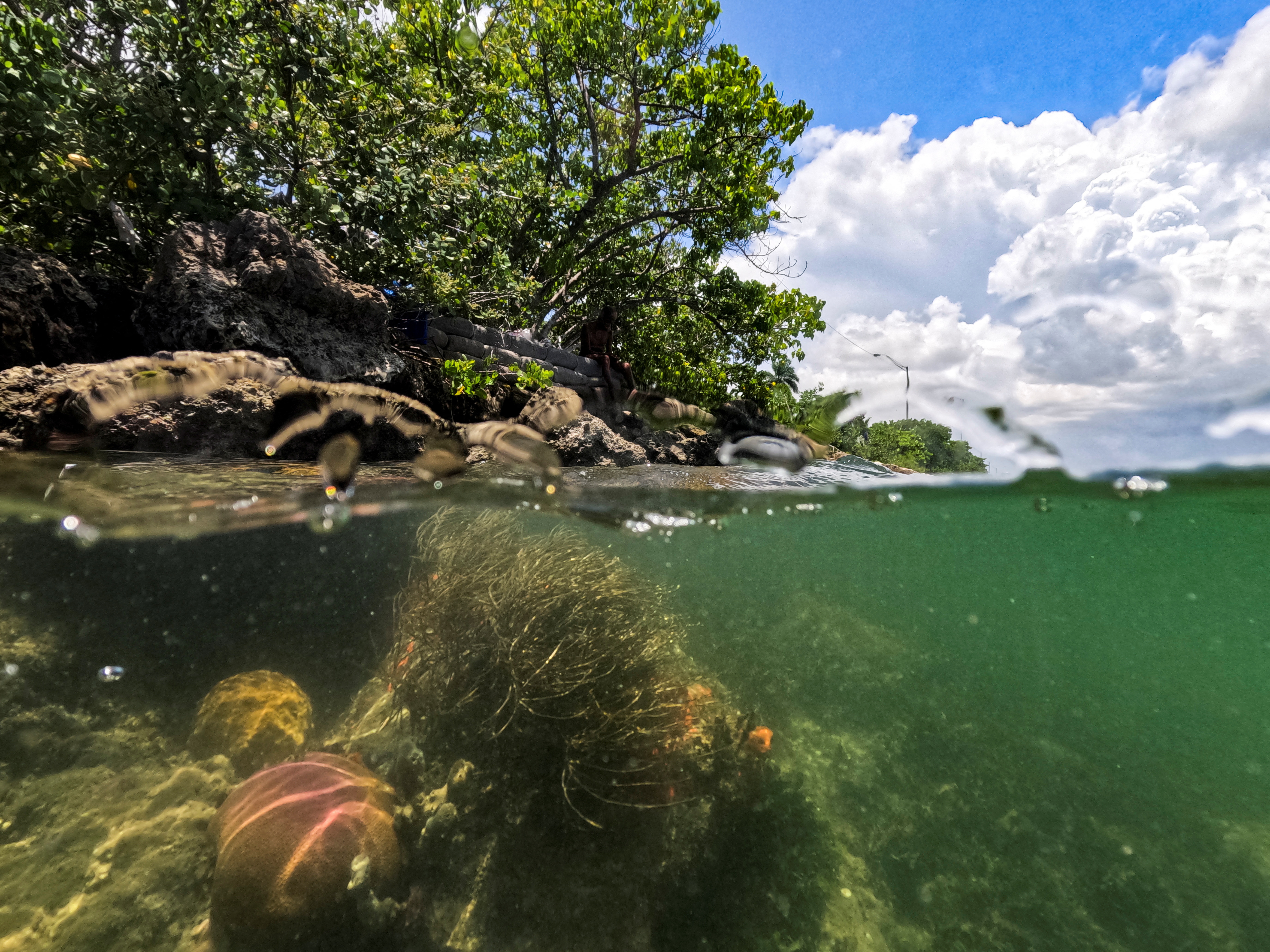 High temperatures threaten Florida's coral reefs