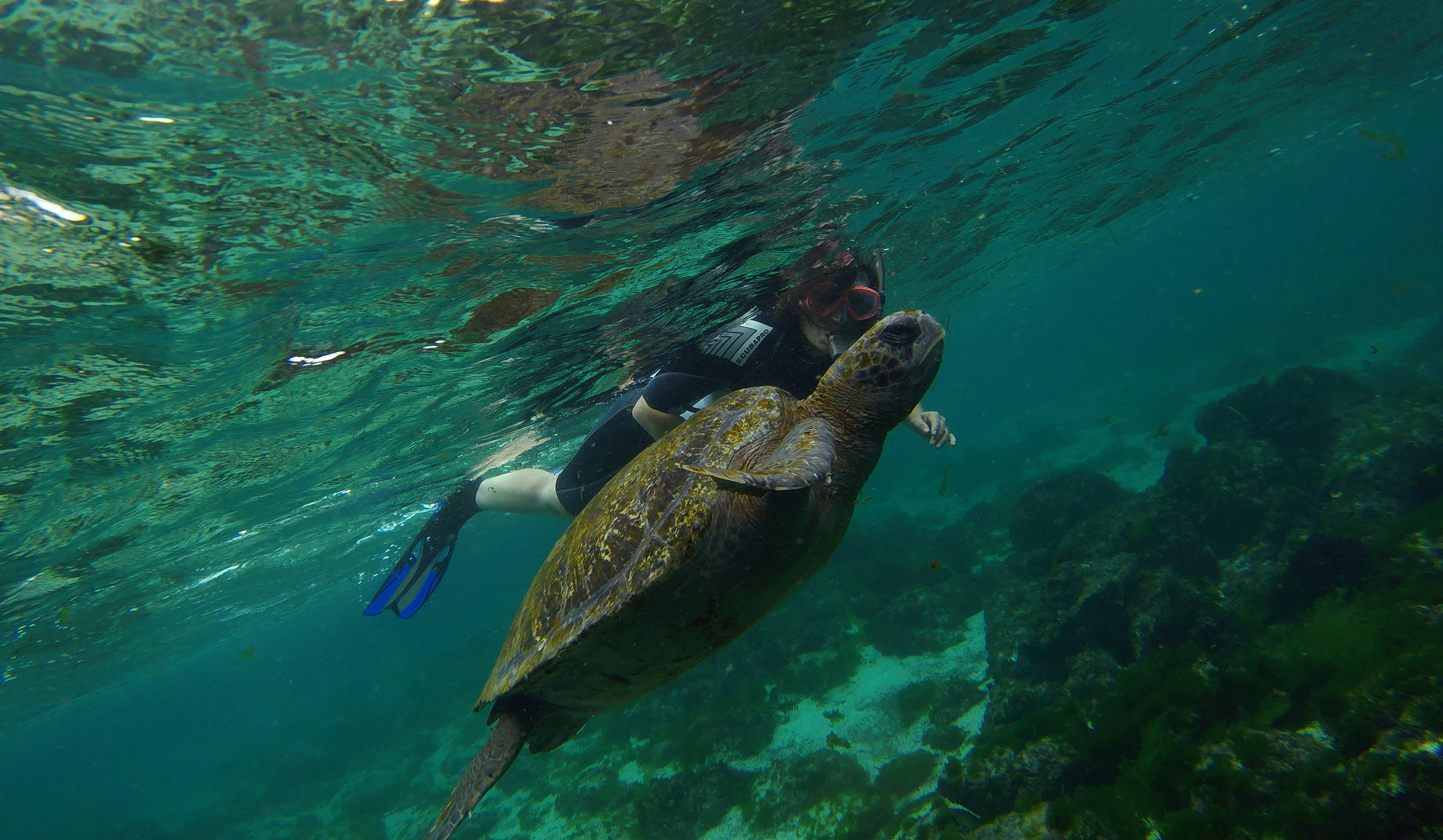 A turtle swims next to a tourist in San Cristobal Island at Galapagos Marine Reserve, Ecuador, October 10, 2016. REUTERS/Nacho Doce
