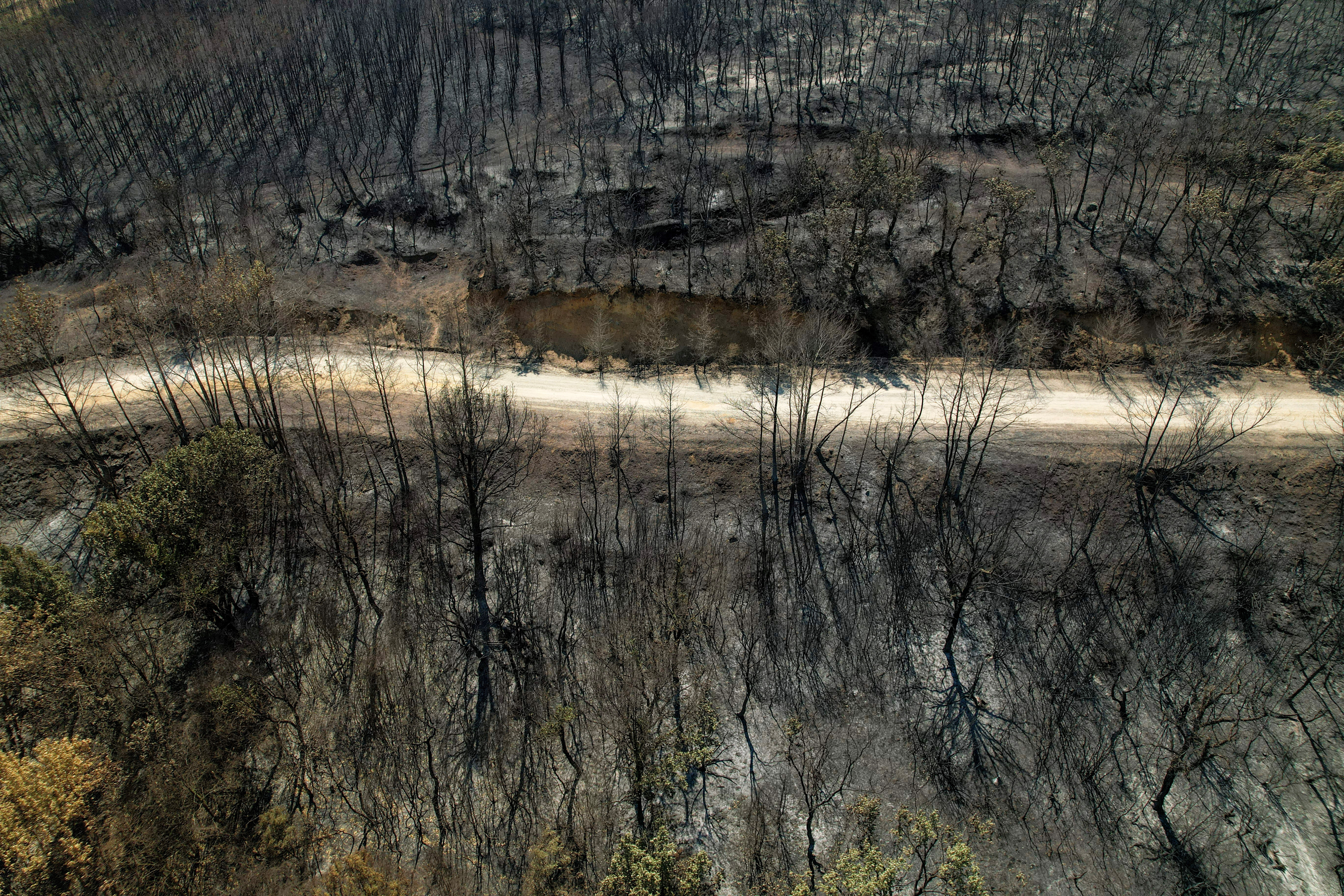 Wildfire still rages on the region of Evros