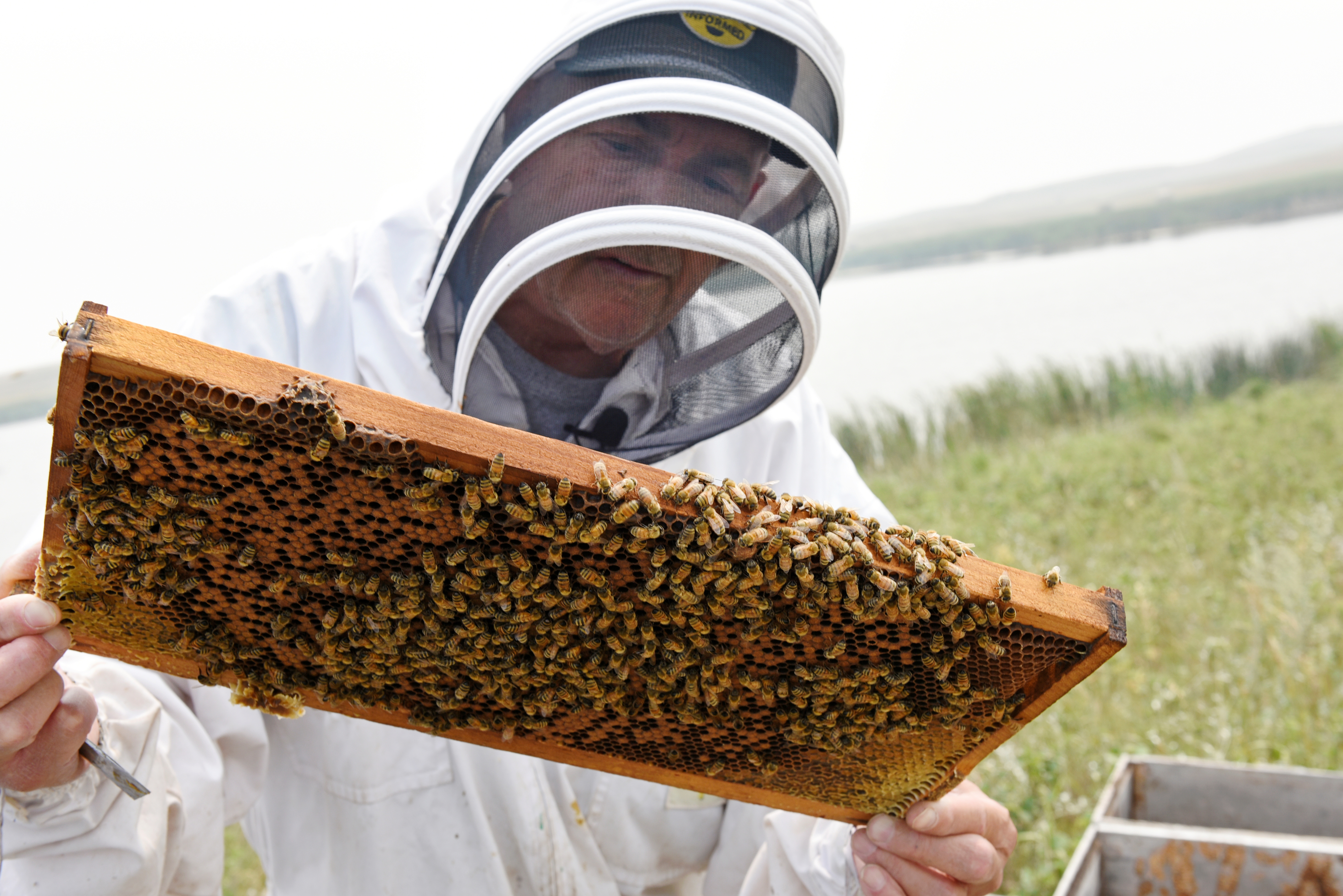 Stung by climate change: drought-weakened bee colonies shrink U.S. honey crop, threaten almonds