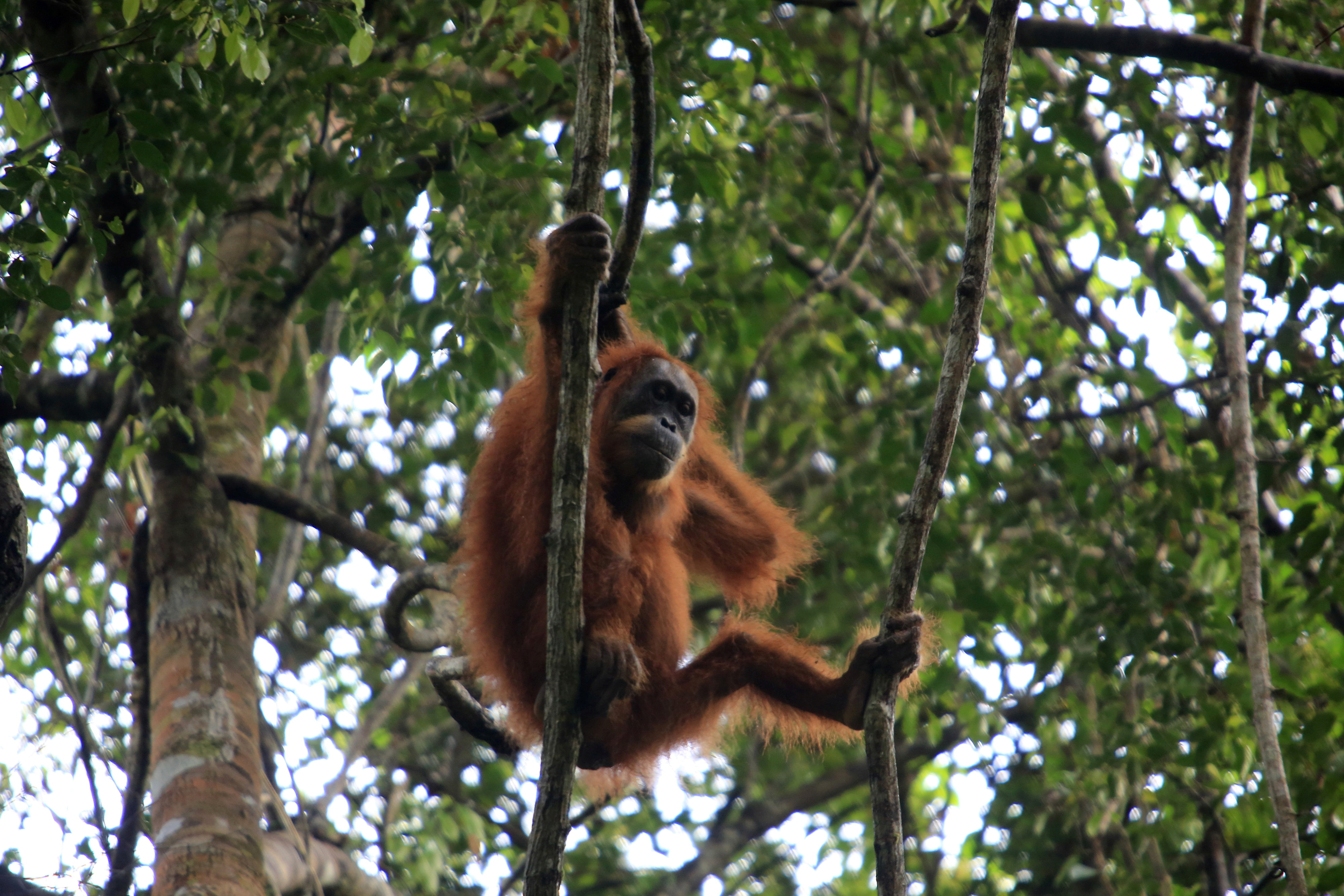 A wild orangutan of Sumatra hangs on tree at Soraya Research Station in Leuser Ecosystem Area