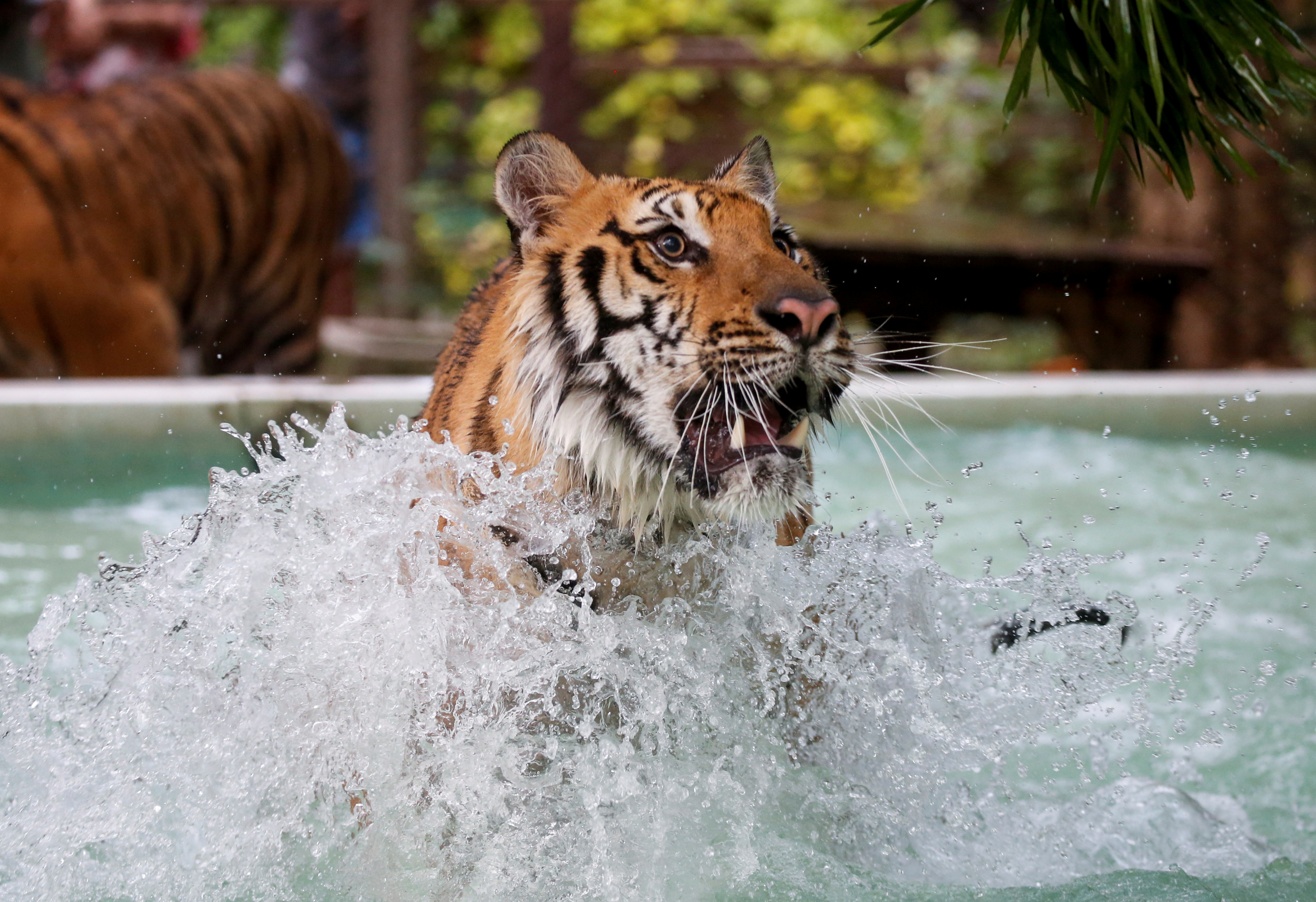 Tigers get chicken ice pops at Thai zoo