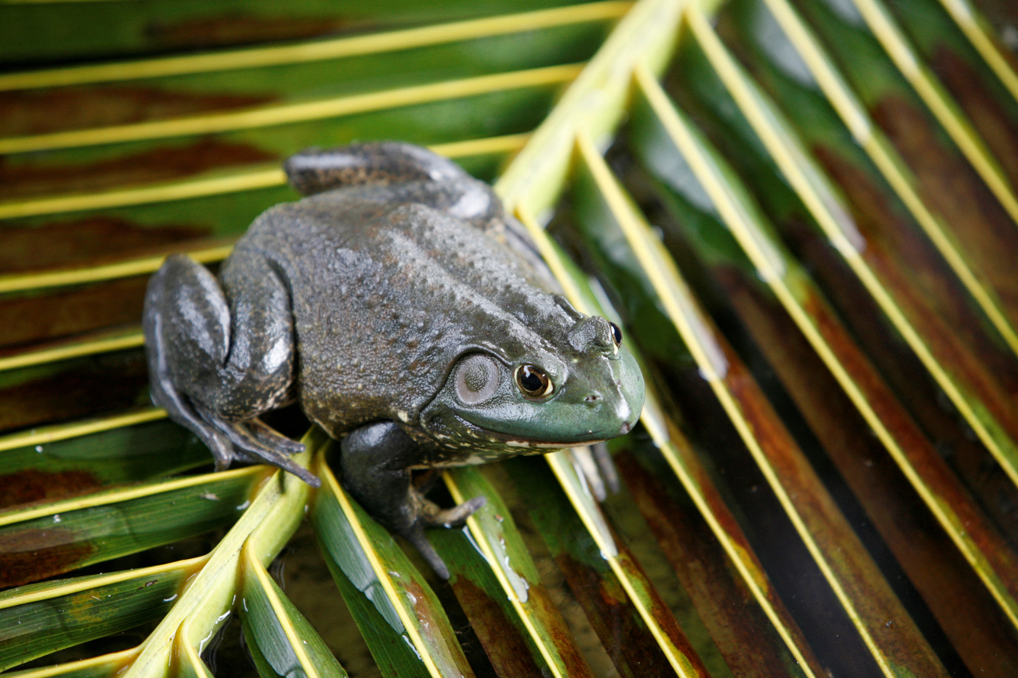 german black rain frog