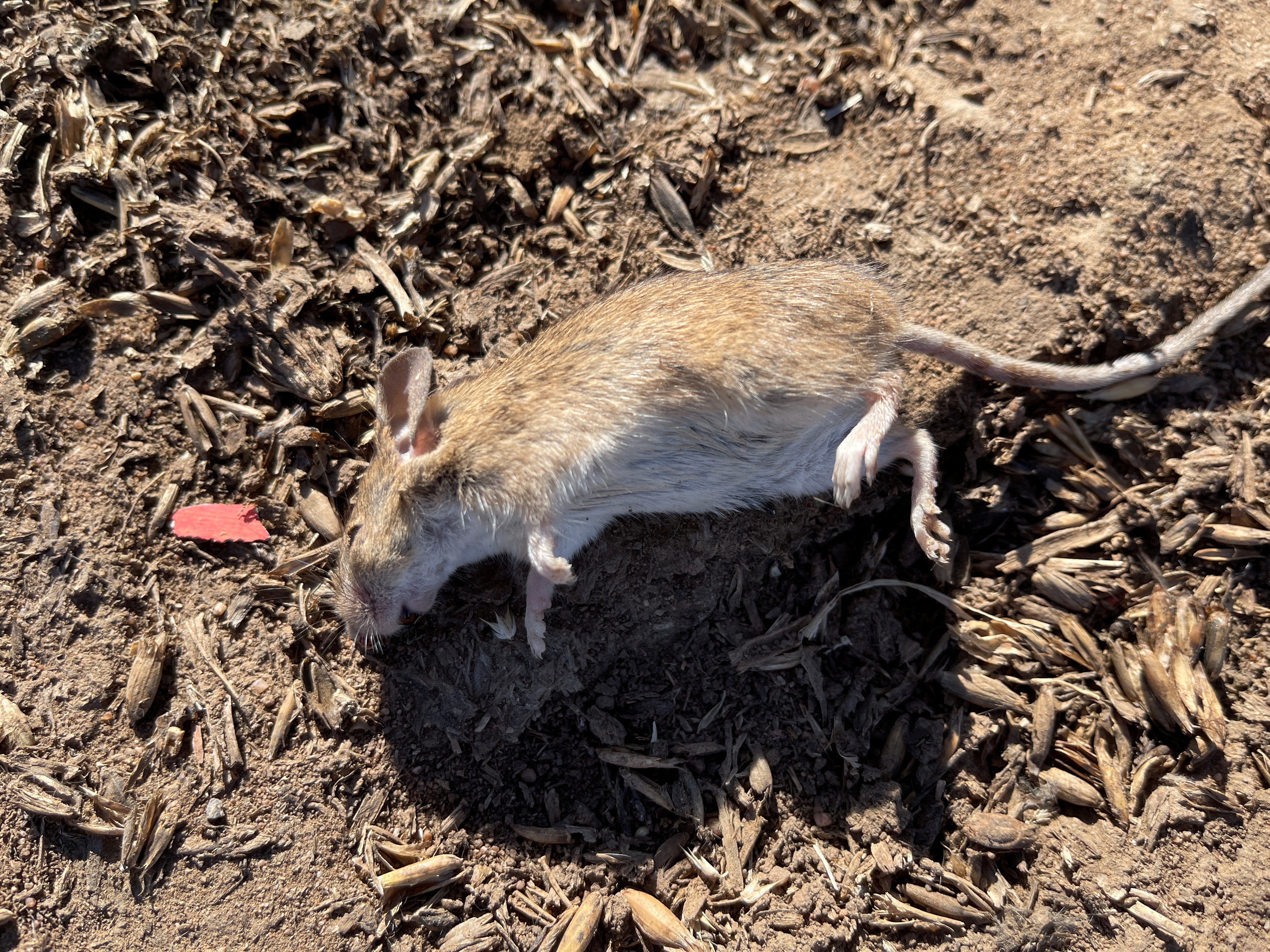 Bevidst Stationær Størrelse Australian farmer counts the cost of mouse plague after drought | Reuters