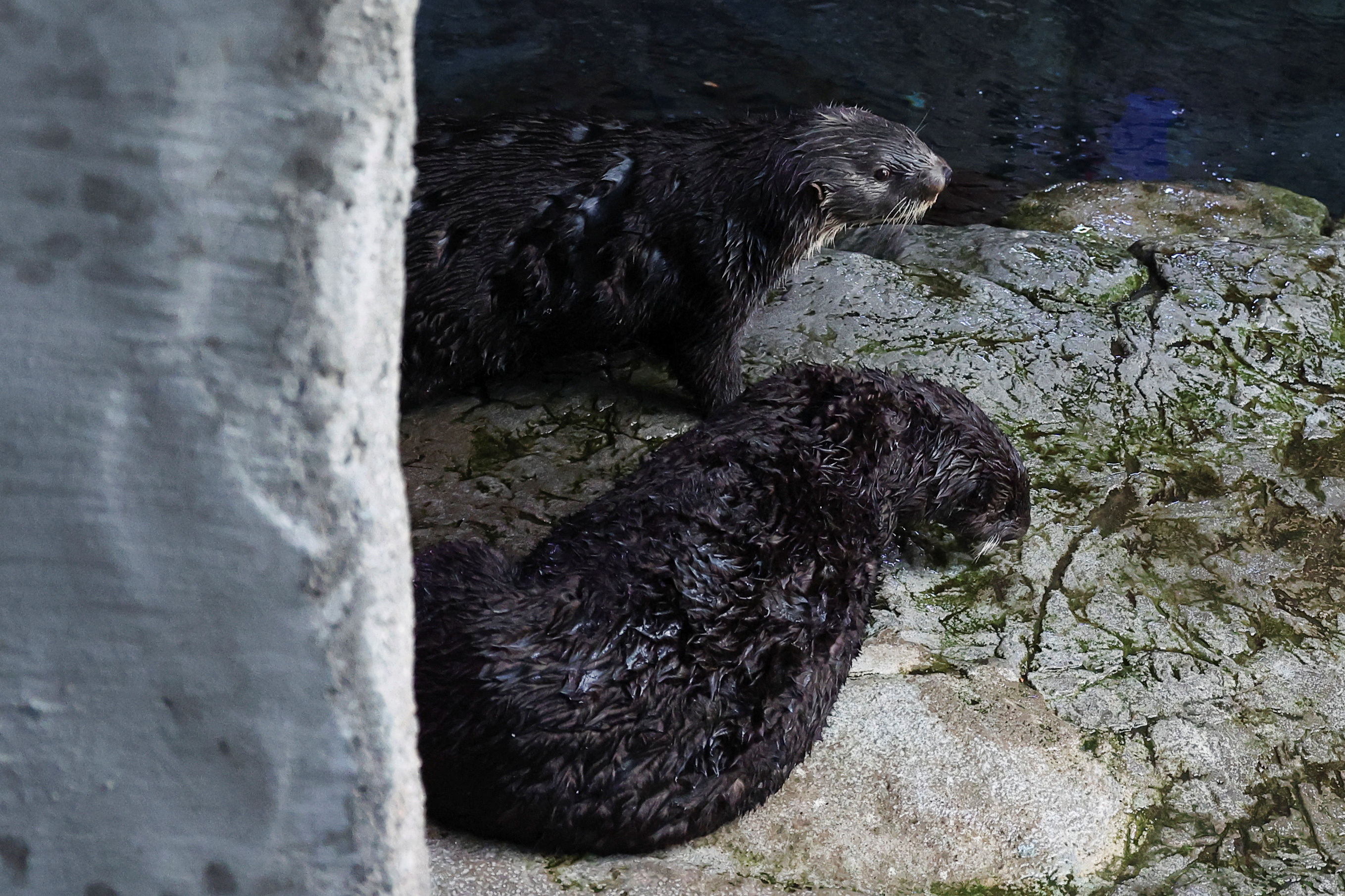 Stranded sea otter pups paired with surrogate moms at California ...