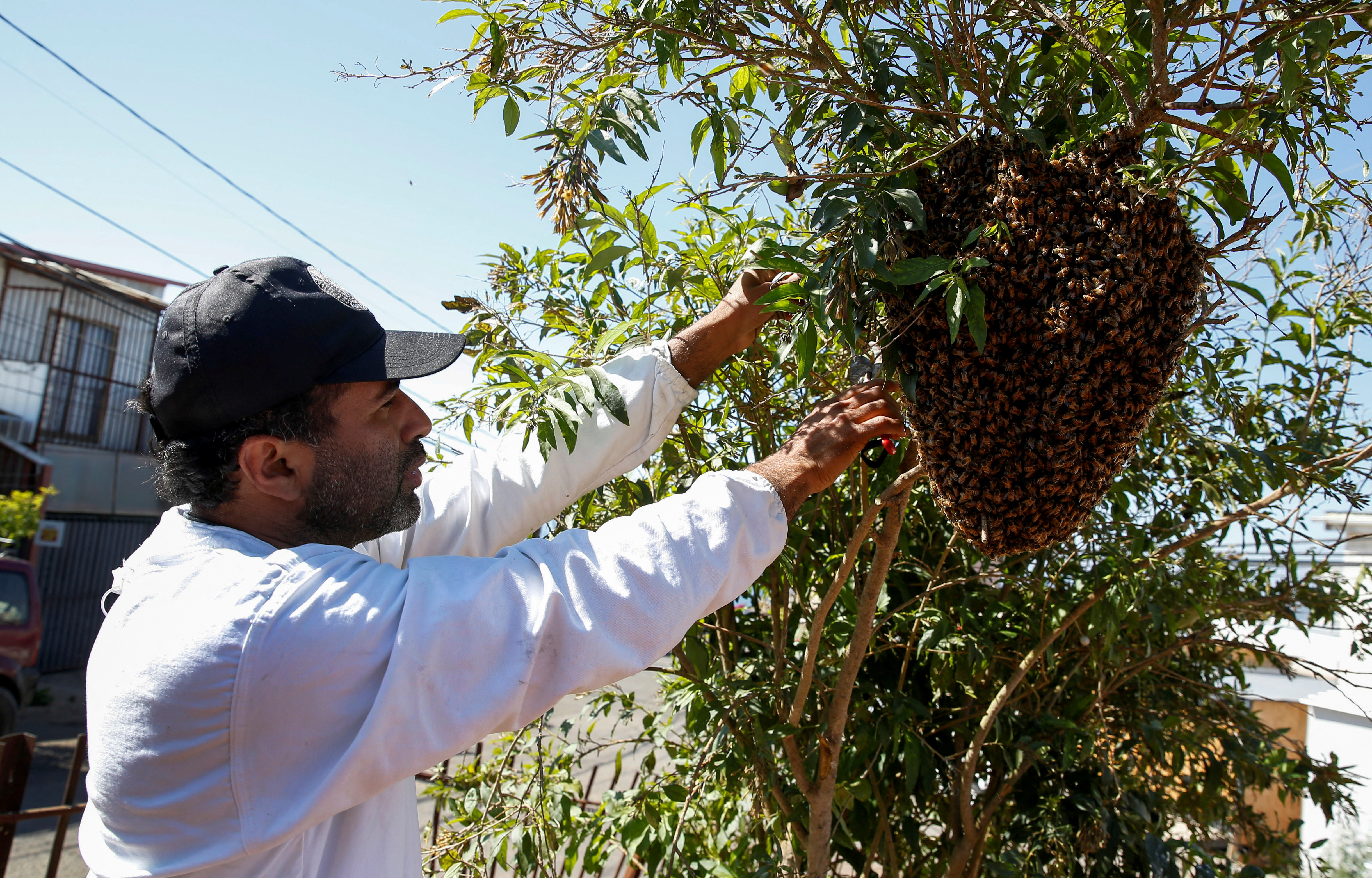 An amateur beekeeper rescues bees for conservation and protection in Vina de Mar