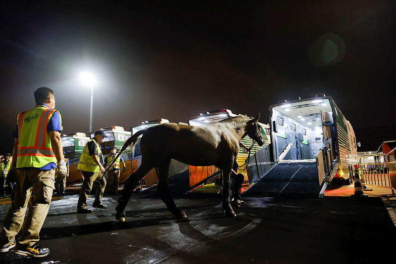 A dressage horse arrives at Tokyo Haneda Airport for Tokyo 2020 Olympic Games in Tokyo