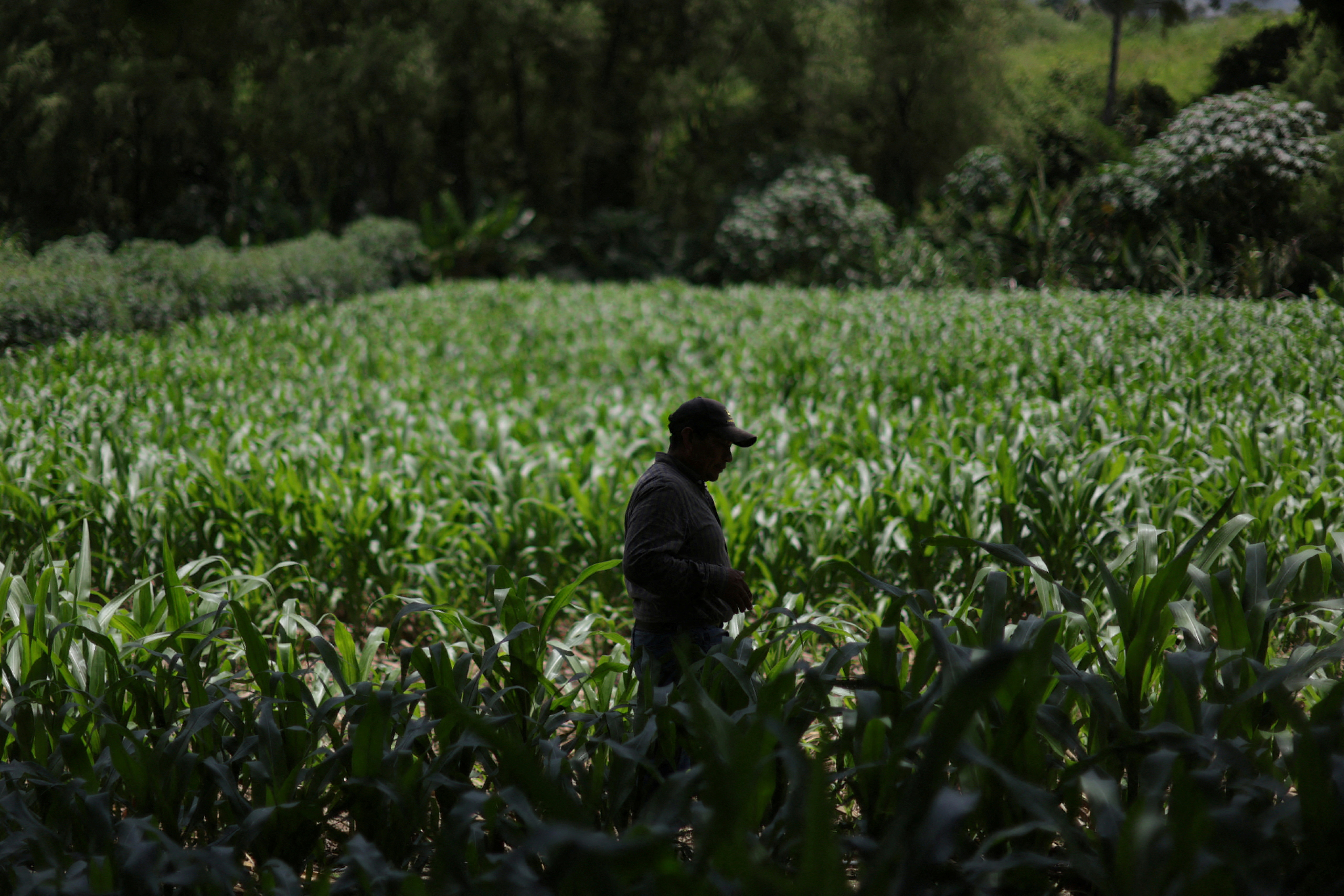 Food is scarce in Guatemala's Dry Corridor