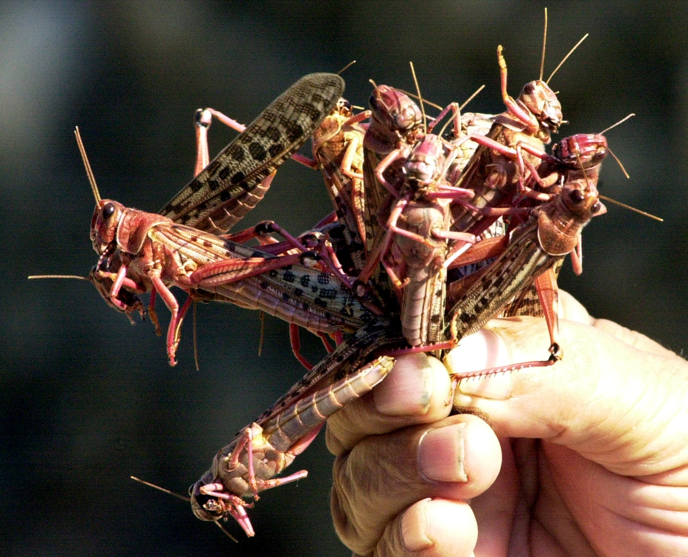 A farmer holds up handful of locusts that descended on a field in Byblos, north of Beirut,. in 2004